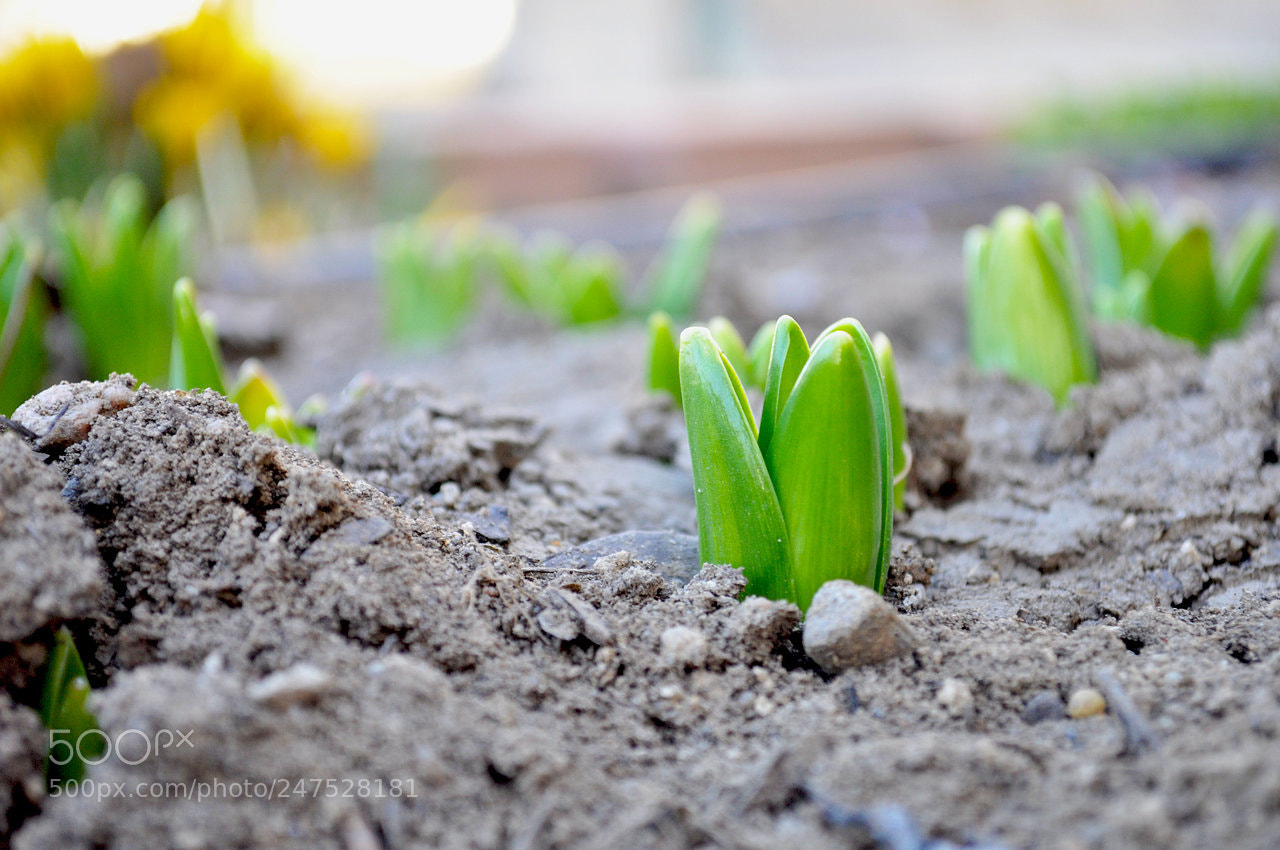 Nikon D5000 sample photo. Jpg photography