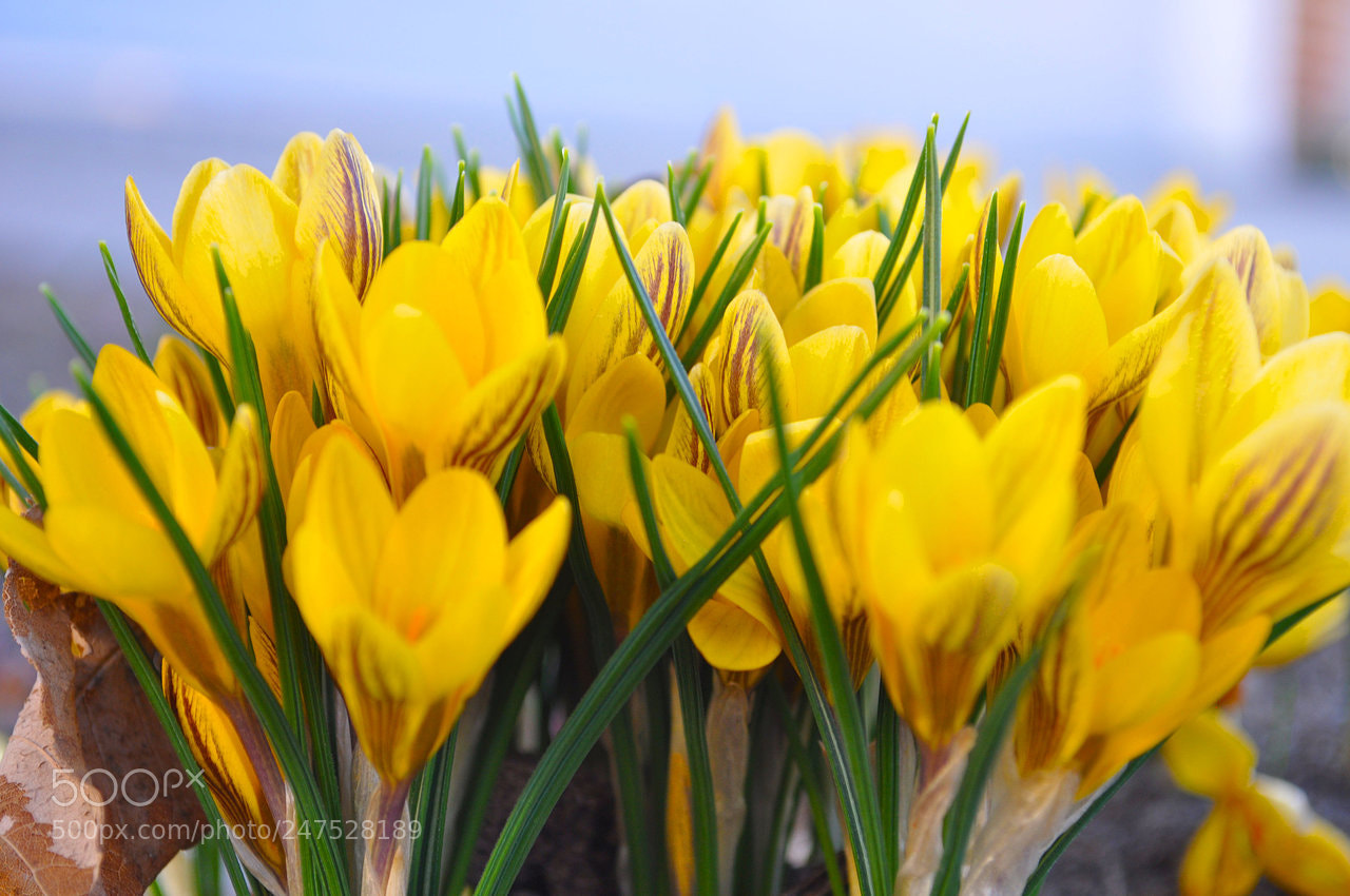 Nikon D5000 sample photo. Jpg photography