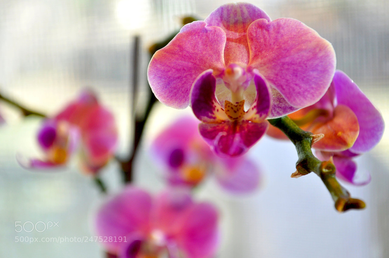 Nikon D5000 sample photo. Jpg photography