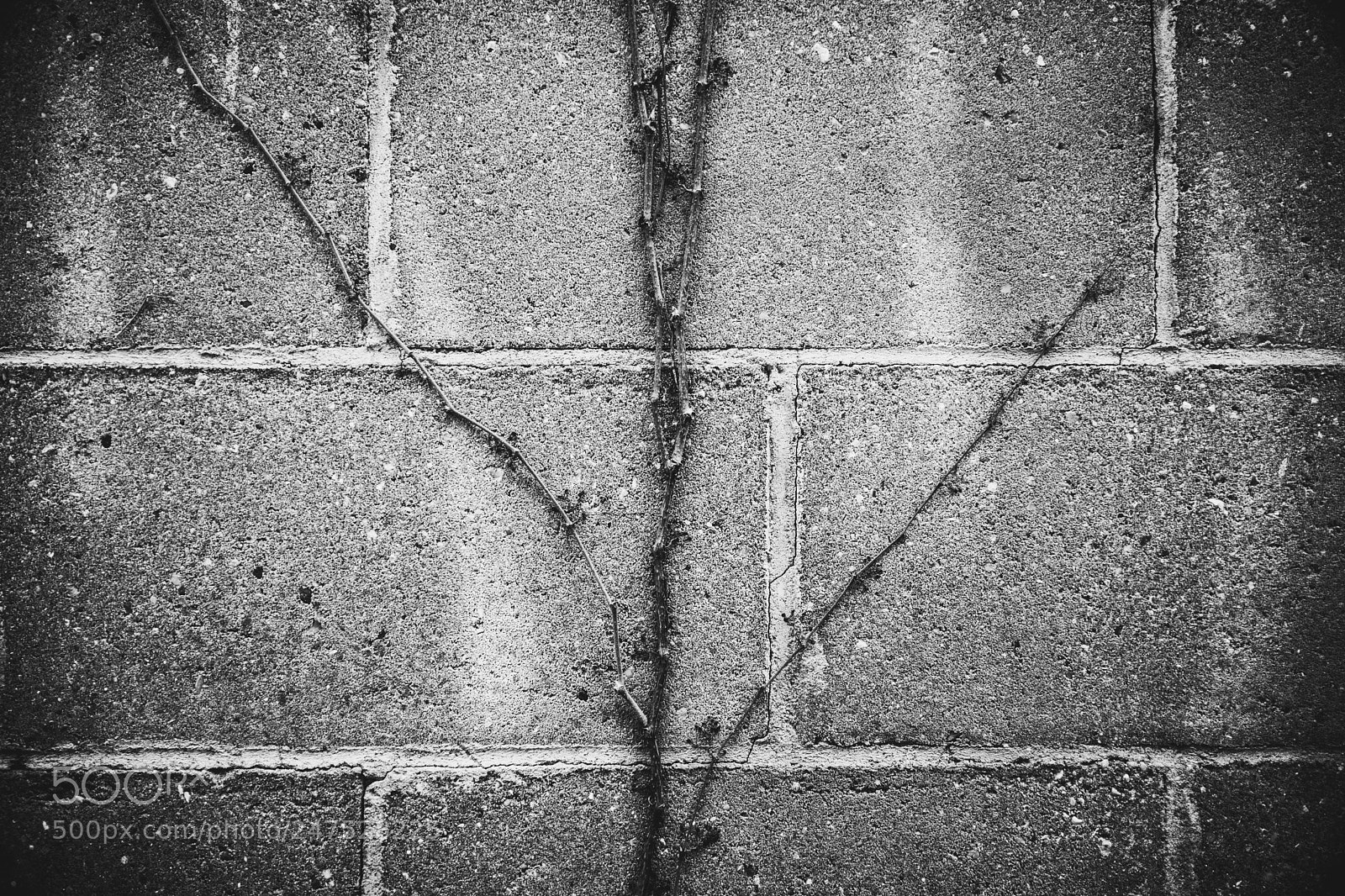 Nikon D7100 sample photo. Divergence photography