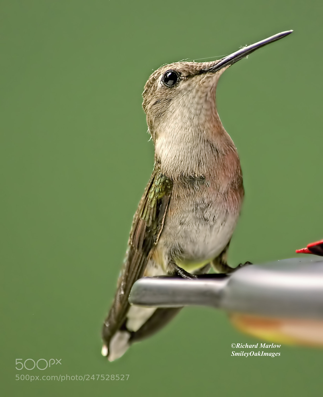 Nikon D5000 sample photo. Hummingbird photography