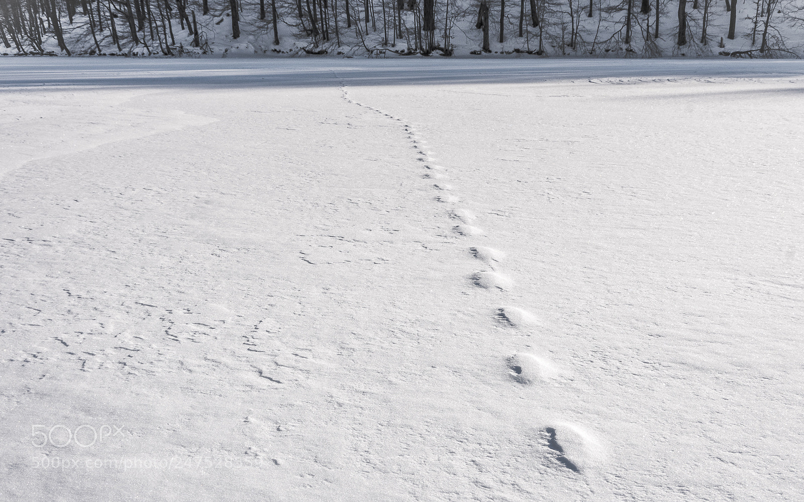 Pentax K-5 sample photo. Lpd mo - trace photography