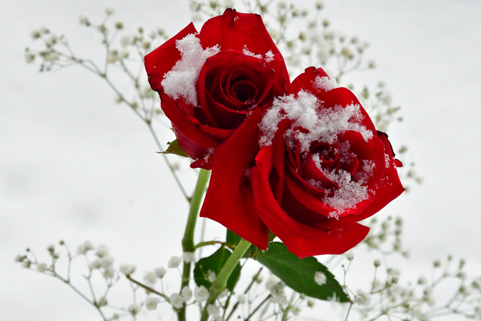 Nikon D7500 sample photo. Roses  photography