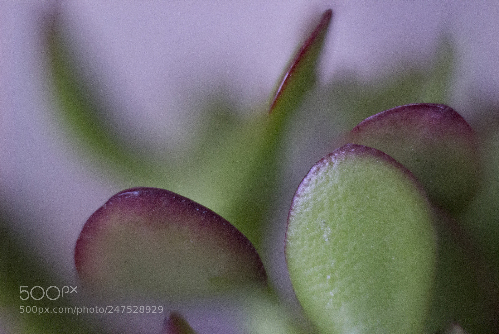Canon EOS 600D (Rebel EOS T3i / EOS Kiss X5) sample photo. Planta jade photography