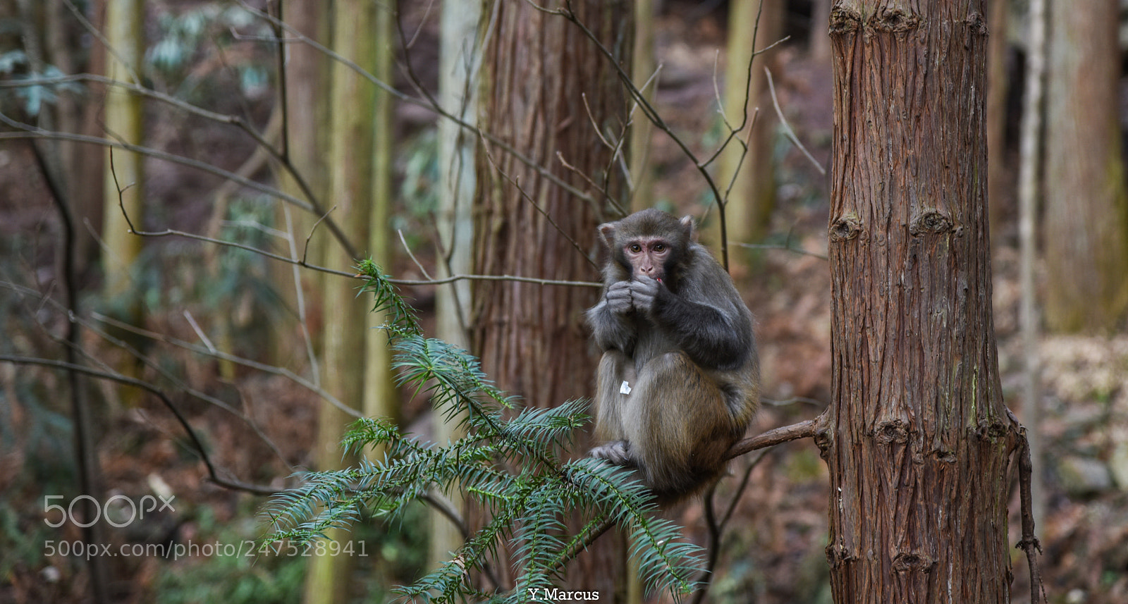 Nikon D810 sample photo. Zhangjiajie photography