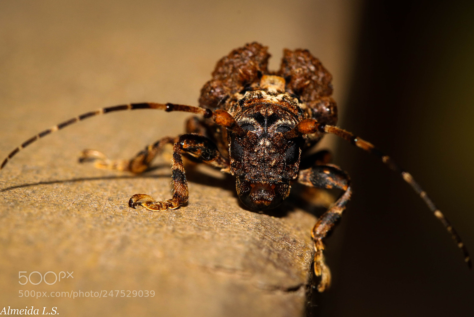 Canon EOS 750D (EOS Rebel T6i / EOS Kiss X8i) sample photo. Longhorn beetle photography