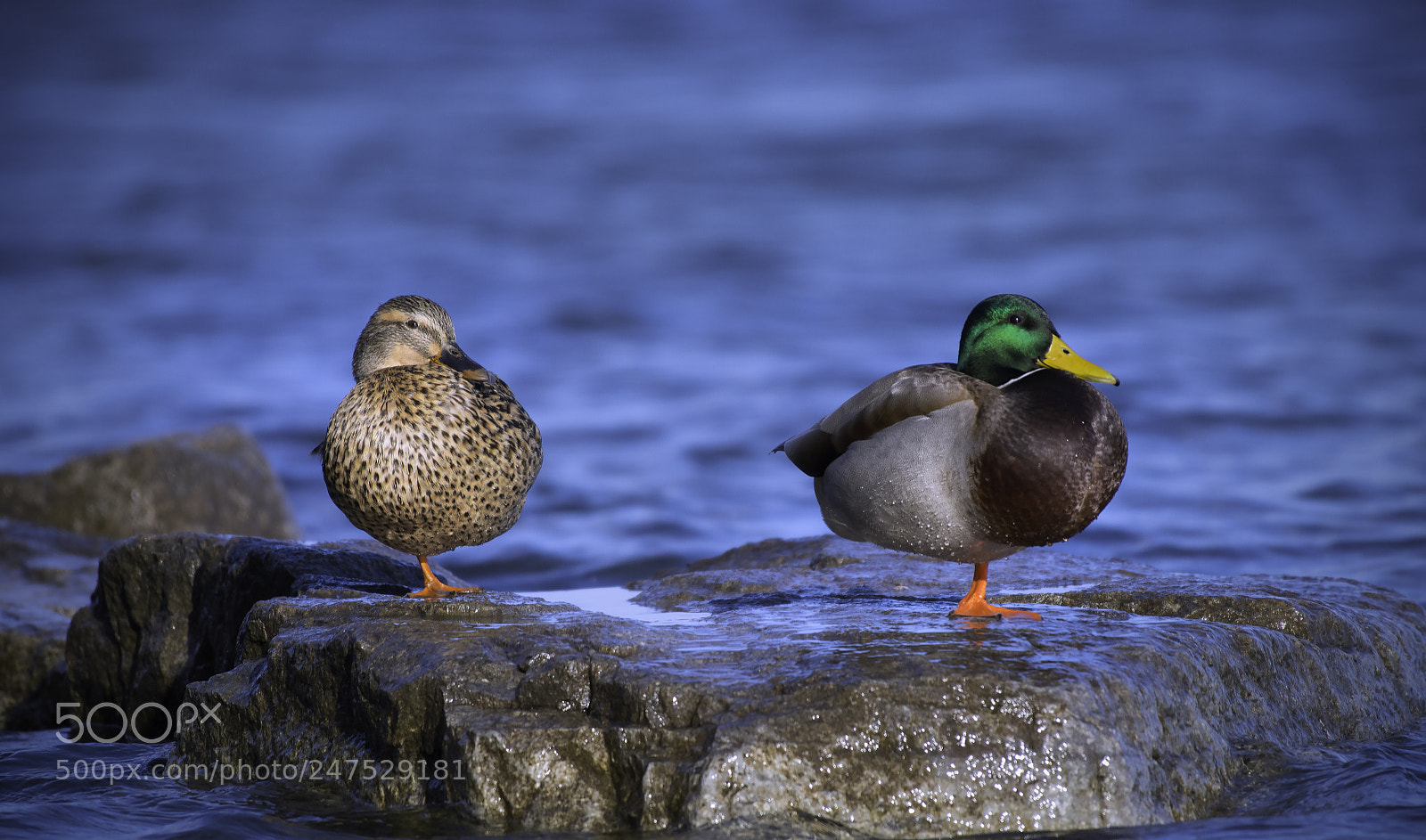 Nikon D500 sample photo. Mallard ducks photography
