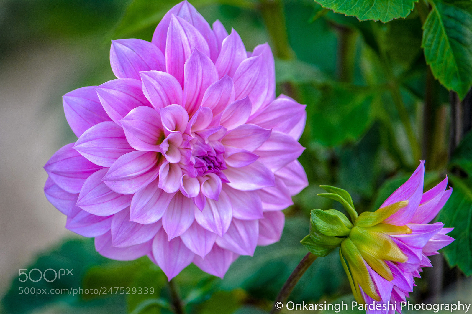 Nikon D5200 sample photo. Dahlia  photography