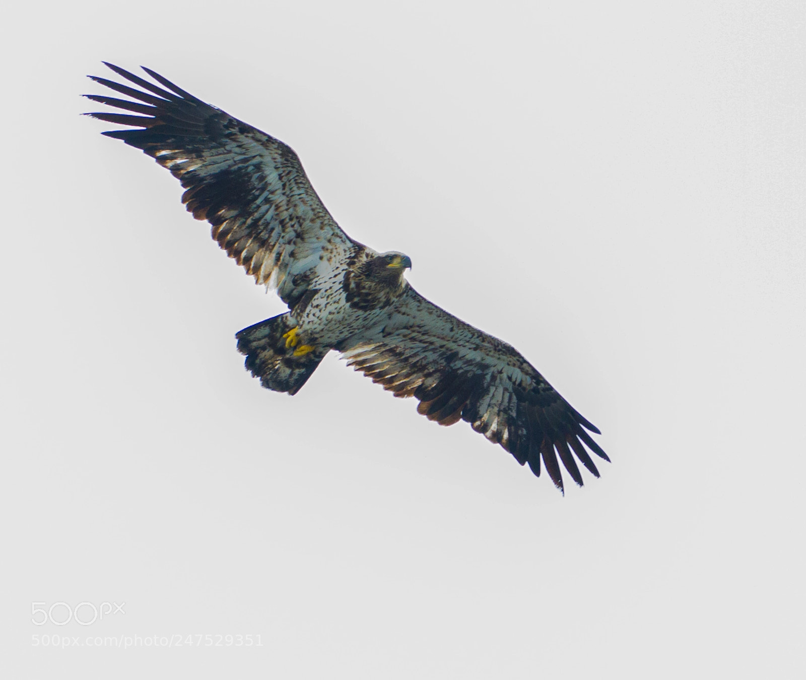 Canon EOS 7D sample photo. Spreading immature wings photography