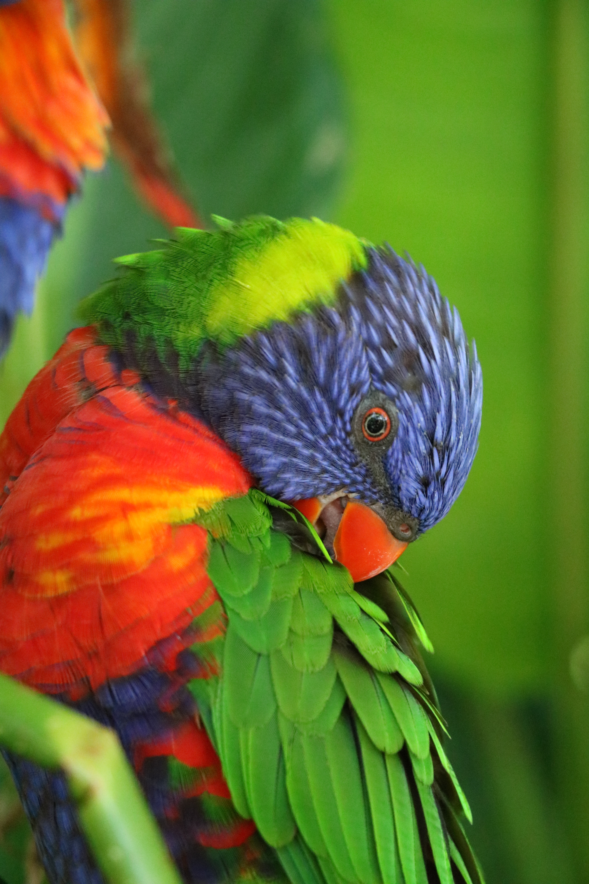 Canon EOS 750D (EOS Rebel T6i / EOS Kiss X8i) sample photo. Rainbow bird photography