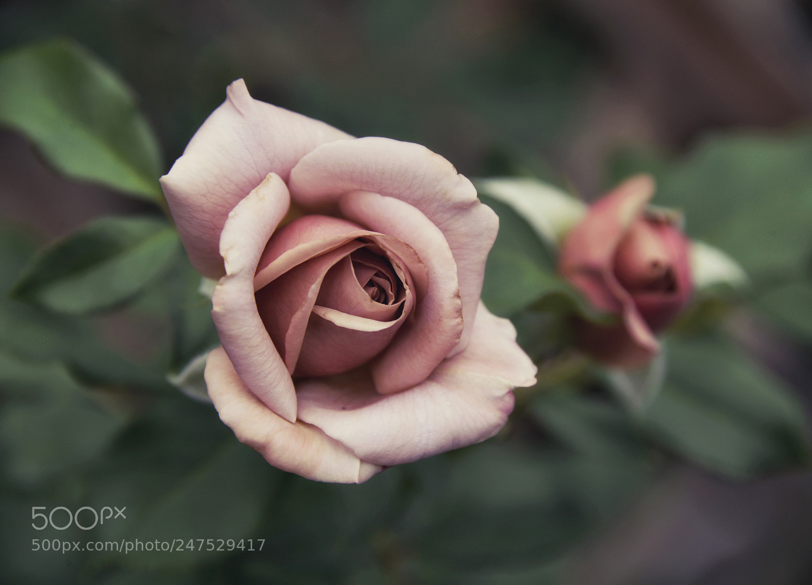 Nikon D800E sample photo. Soul sister photography