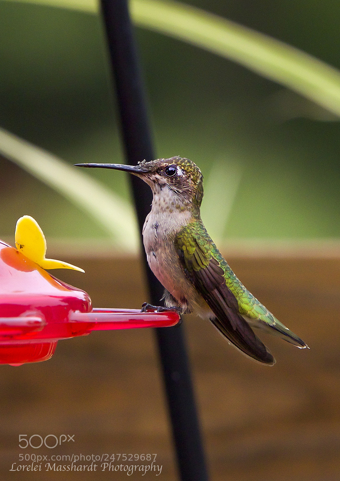 Canon EOS 70D sample photo. Hummingbird perch photography