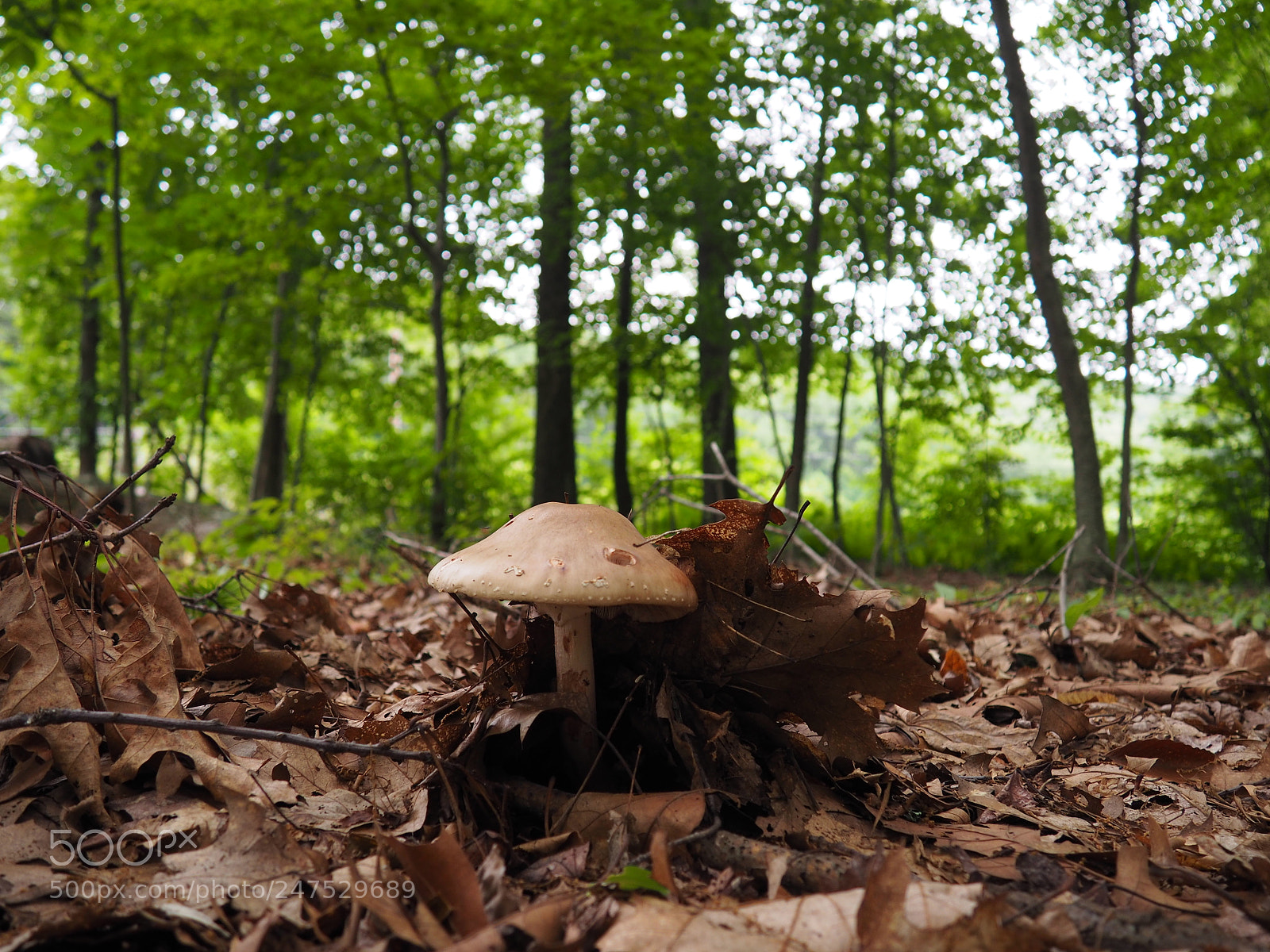 Olympus OM-D E-M10 II sample photo. Mushroom photography
