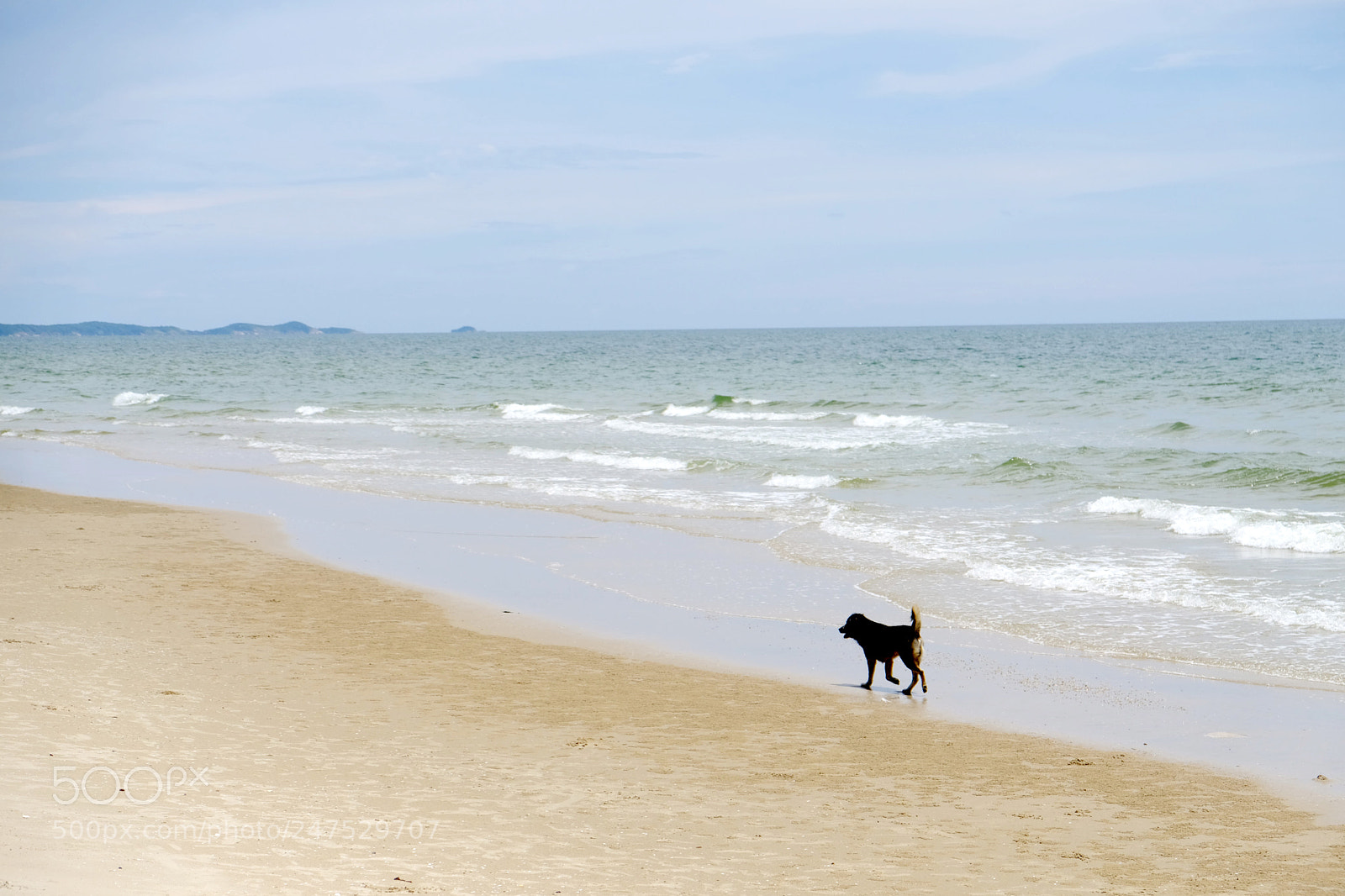 Fujifilm X-T20 sample photo. Dog walking at the photography
