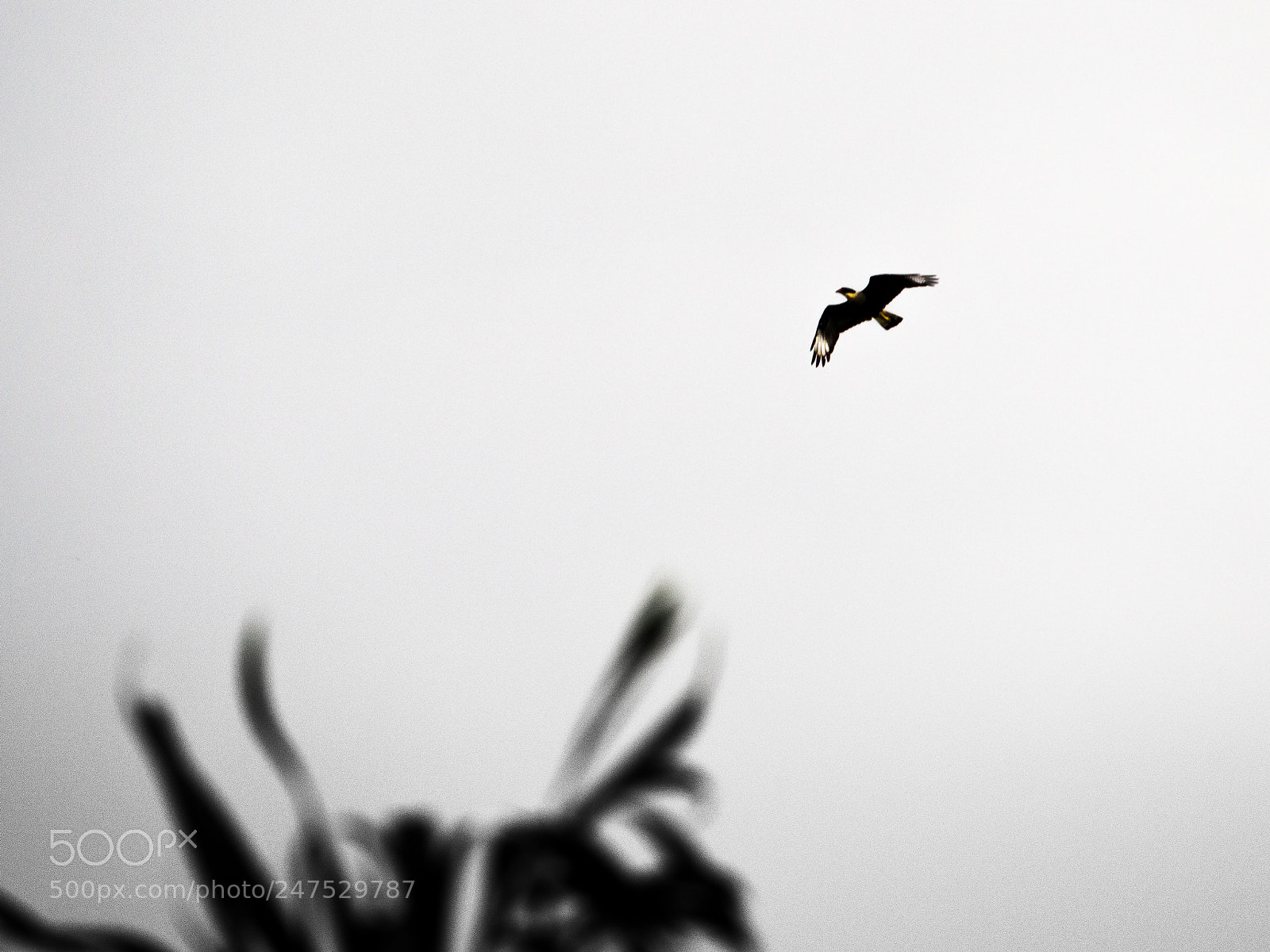 Canon EOS 1200D (EOS Rebel T5 / EOS Kiss X70 / EOS Hi) sample photo. Bird photography
