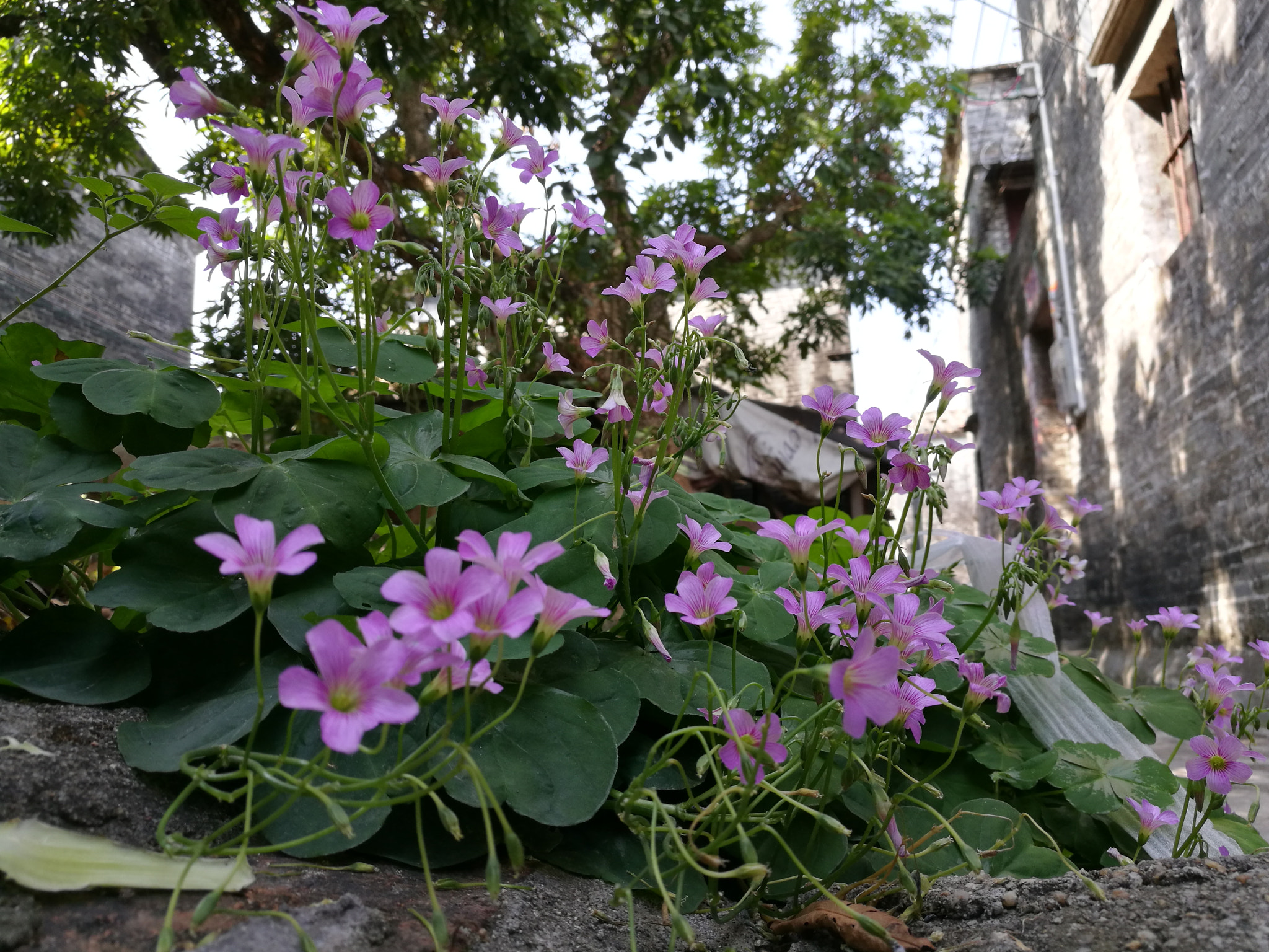 HUAWEI Honor V8 sample photo