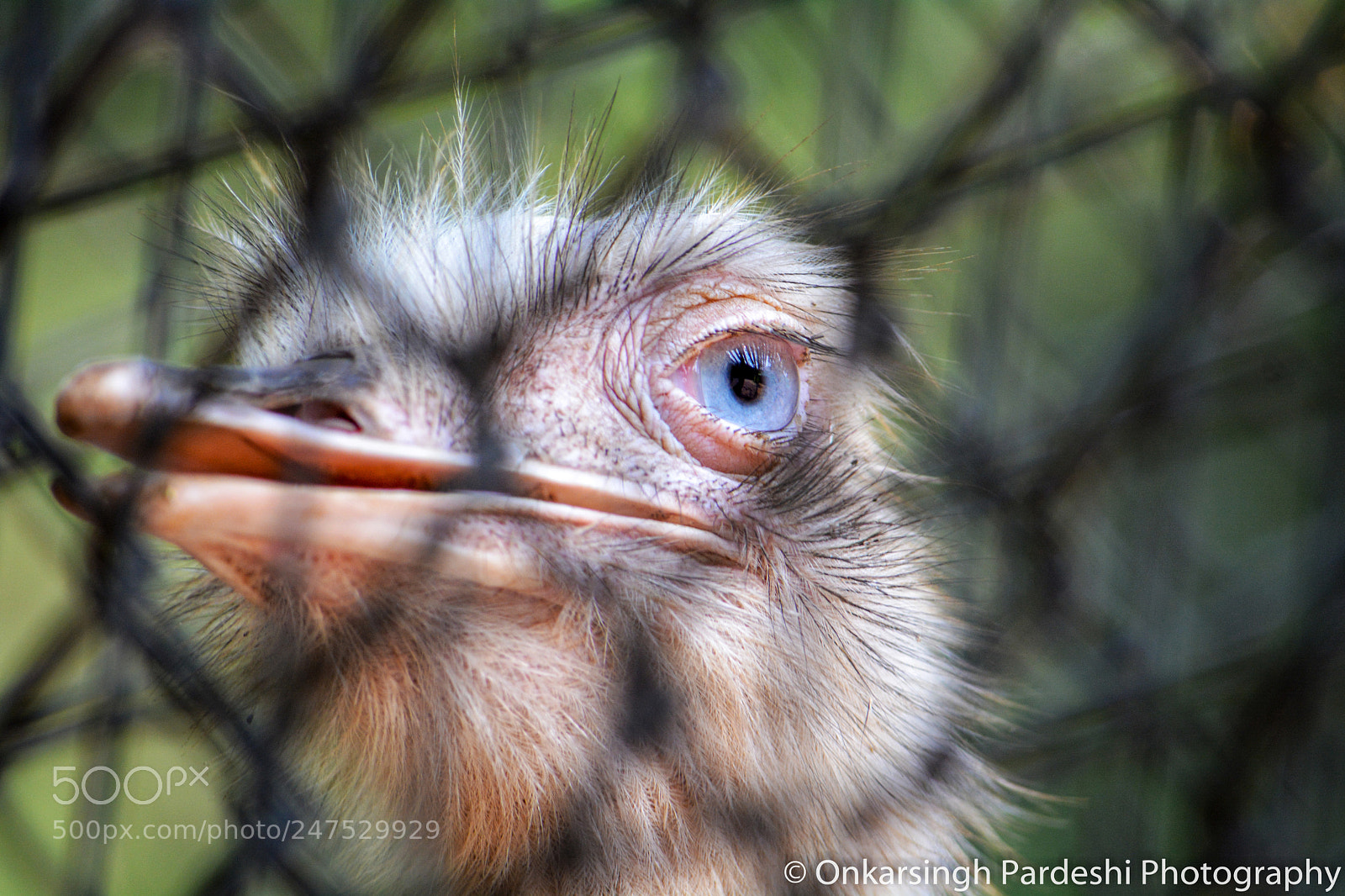 Nikon D5200 sample photo. Ostrich photography