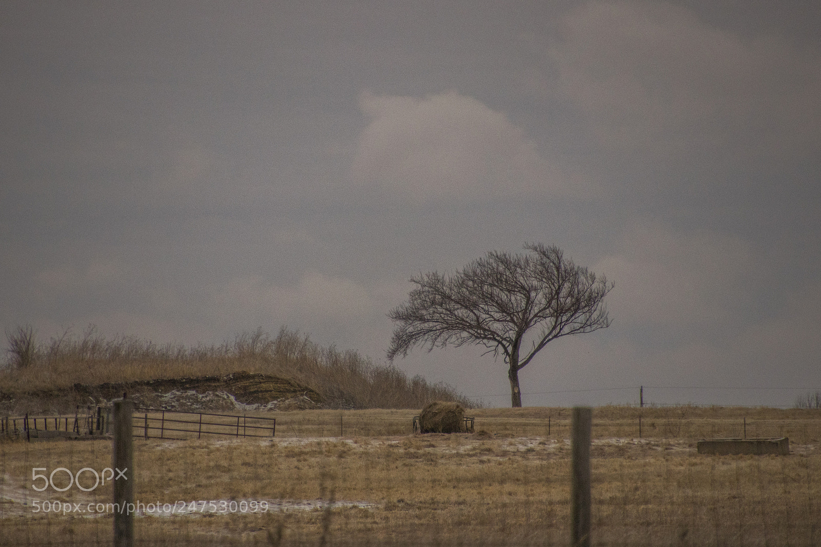 Canon EOS 77D (EOS 9000D / EOS 770D) sample photo. Lonesome tree photography