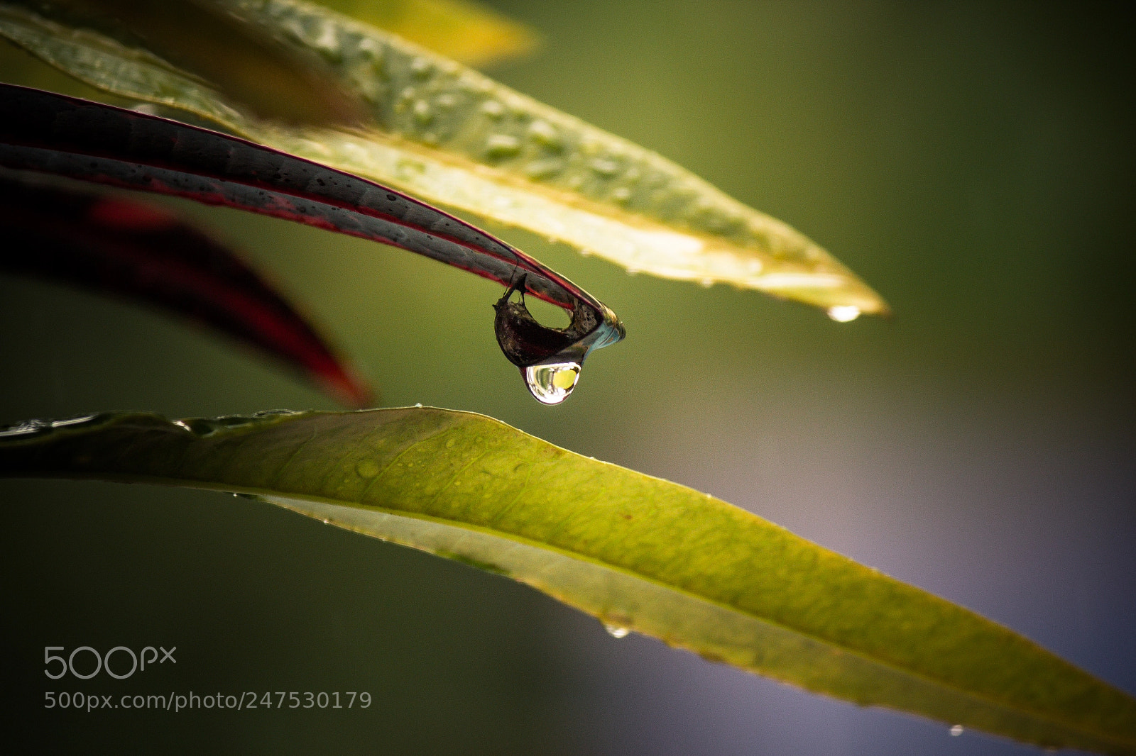 Canon EOS 600D (Rebel EOS T3i / EOS Kiss X5) sample photo. Raindrop photography