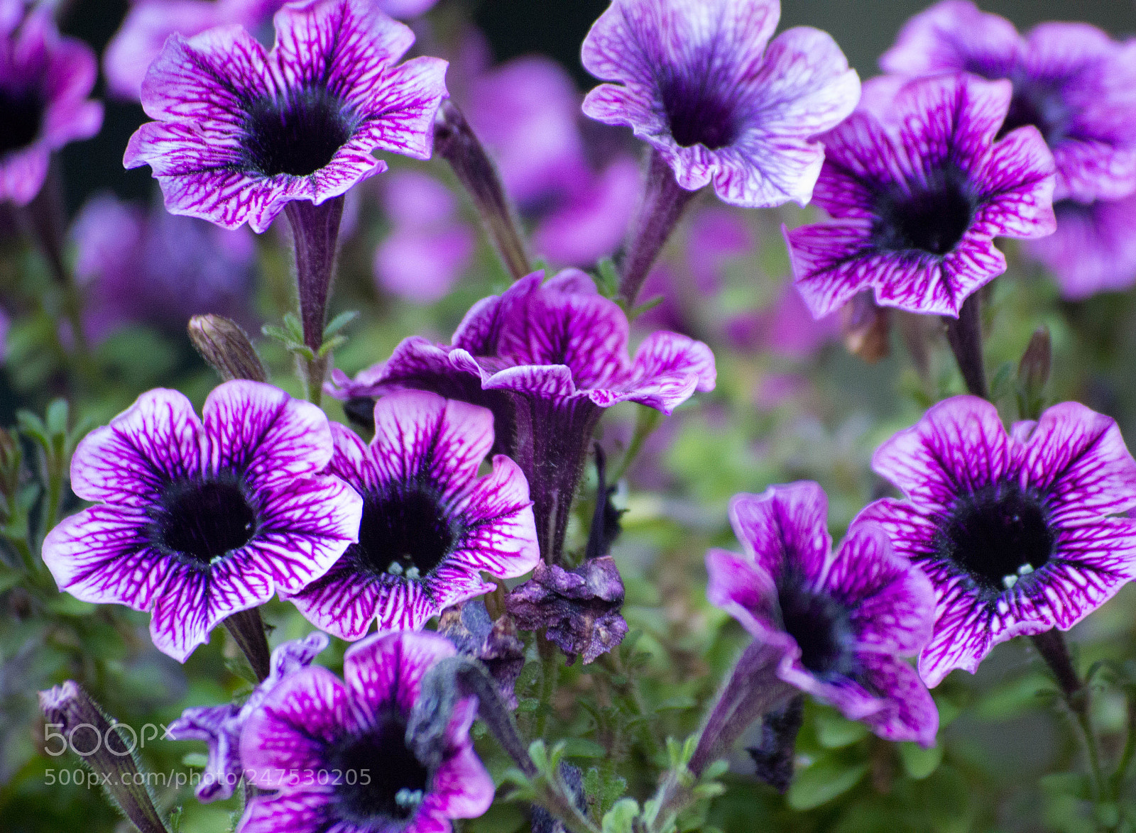 Nikon D3200 sample photo. Petunias photography