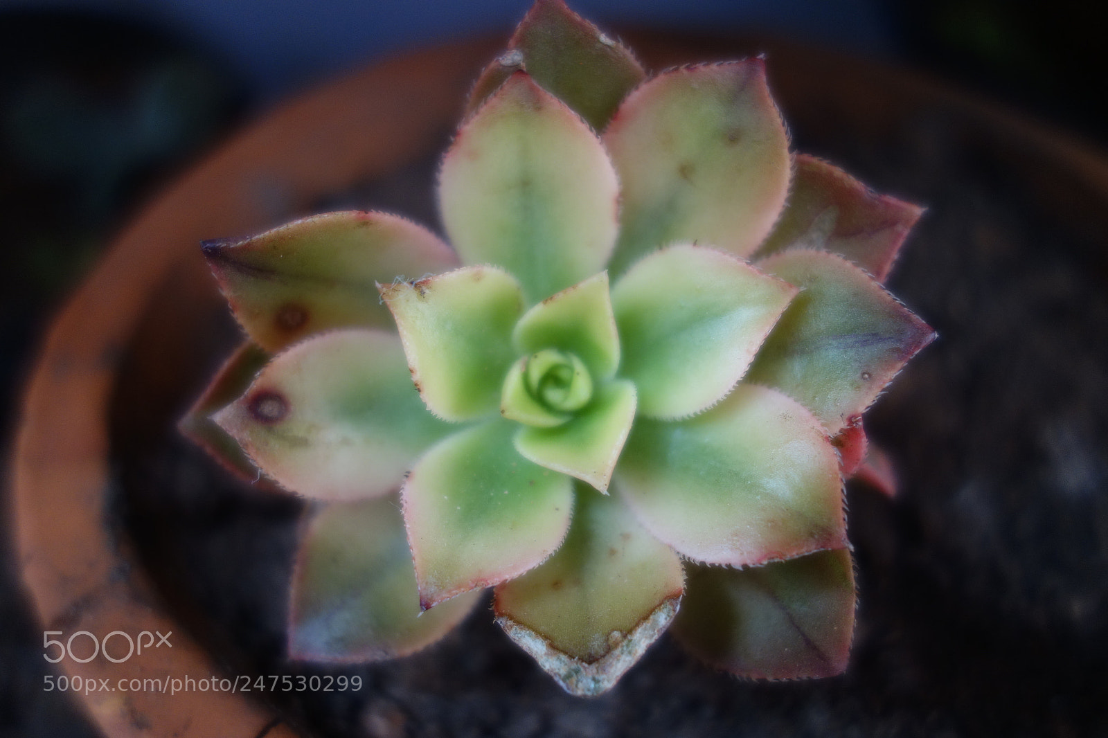 Sony Cyber-shot DSC-RX100 sample photo. Untitled photography