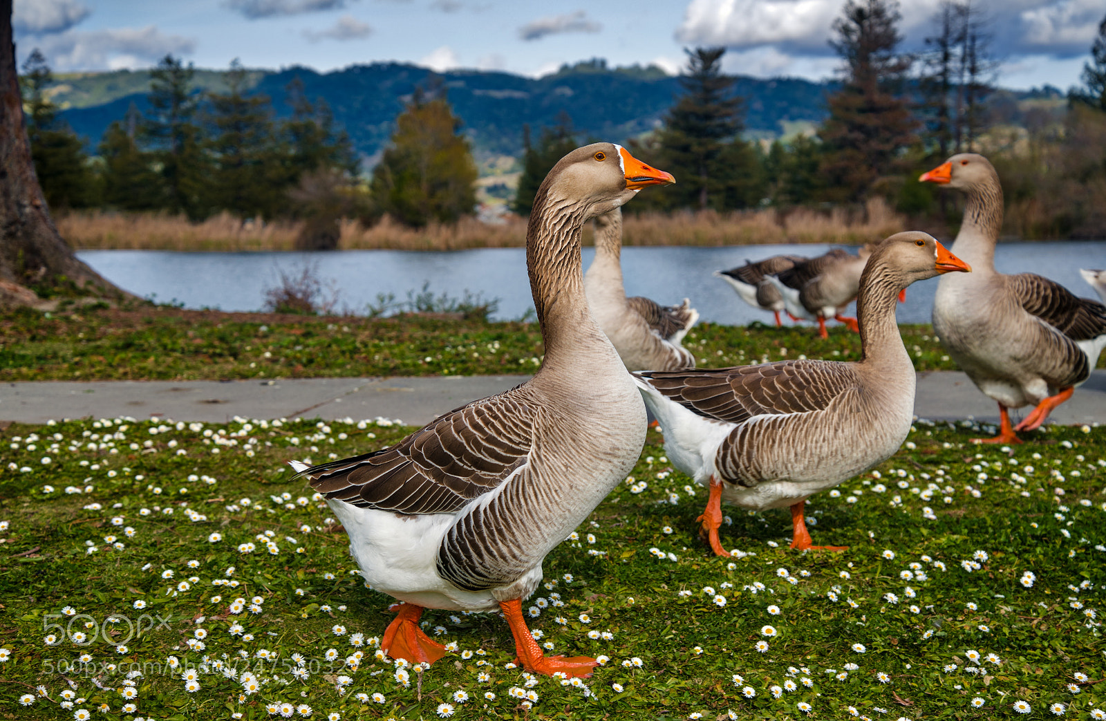 Nikon D850 sample photo. Geese at robert's lake photography
