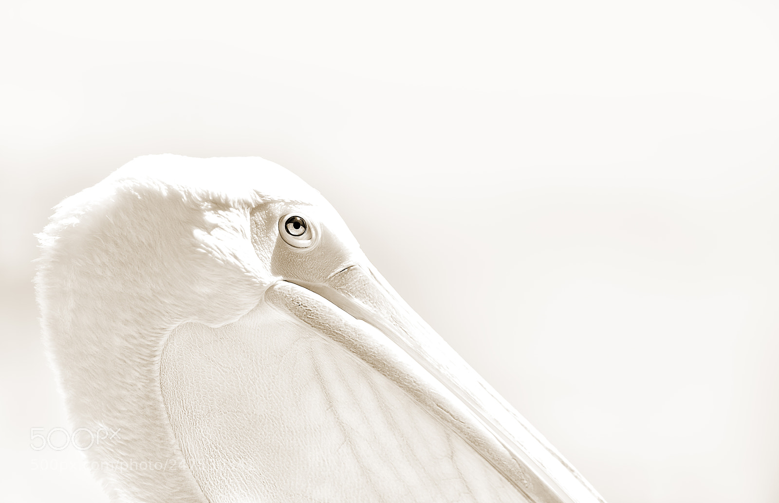 Nikon D810 sample photo. Pelican i photography