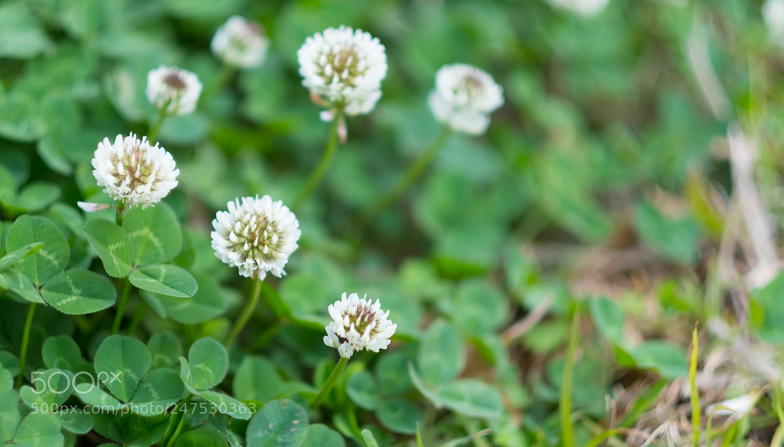Fujifilm X-T2 sample photo. Flowers photography