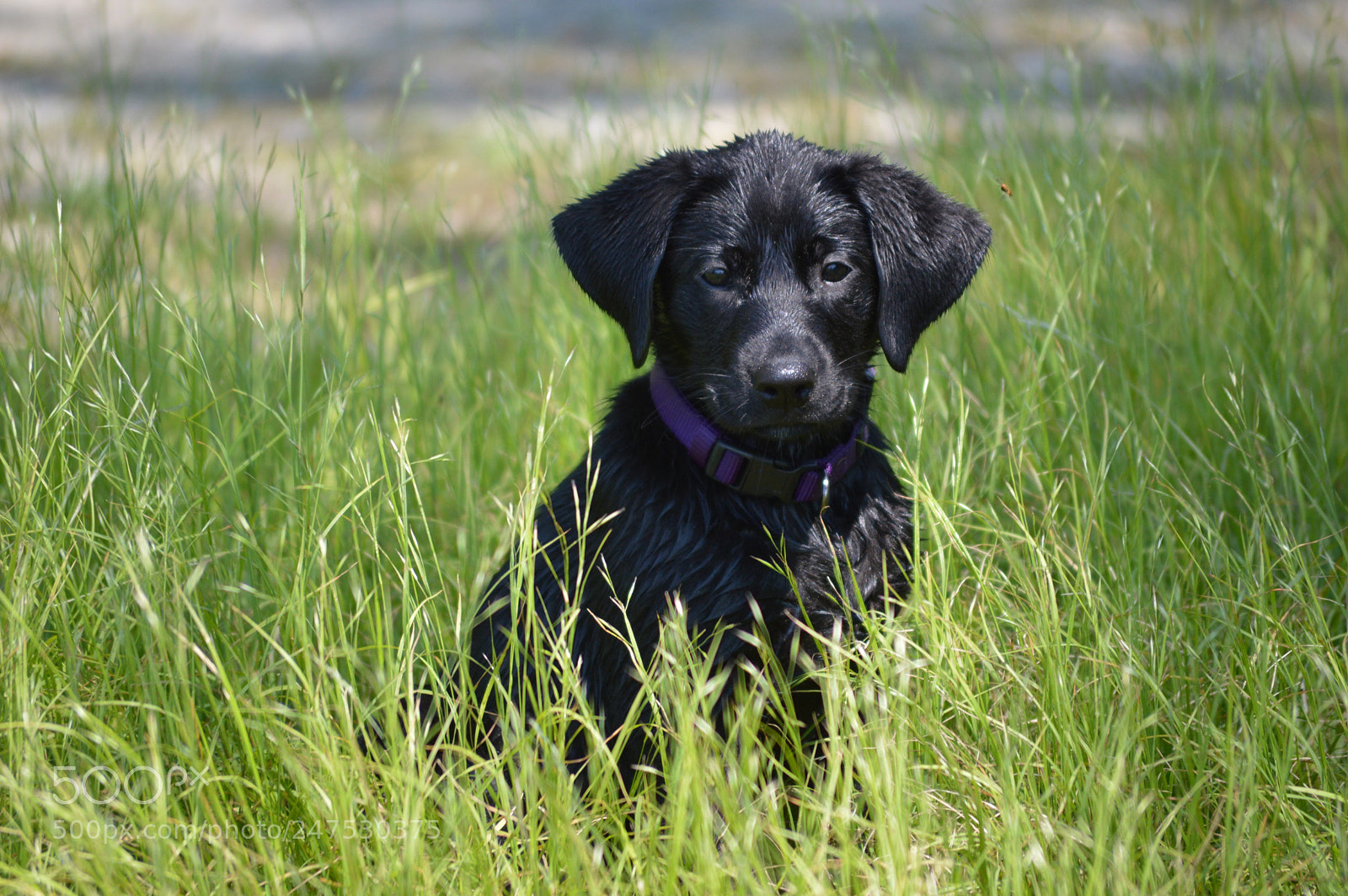 Nikon D3200 sample photo. Sping pup photography