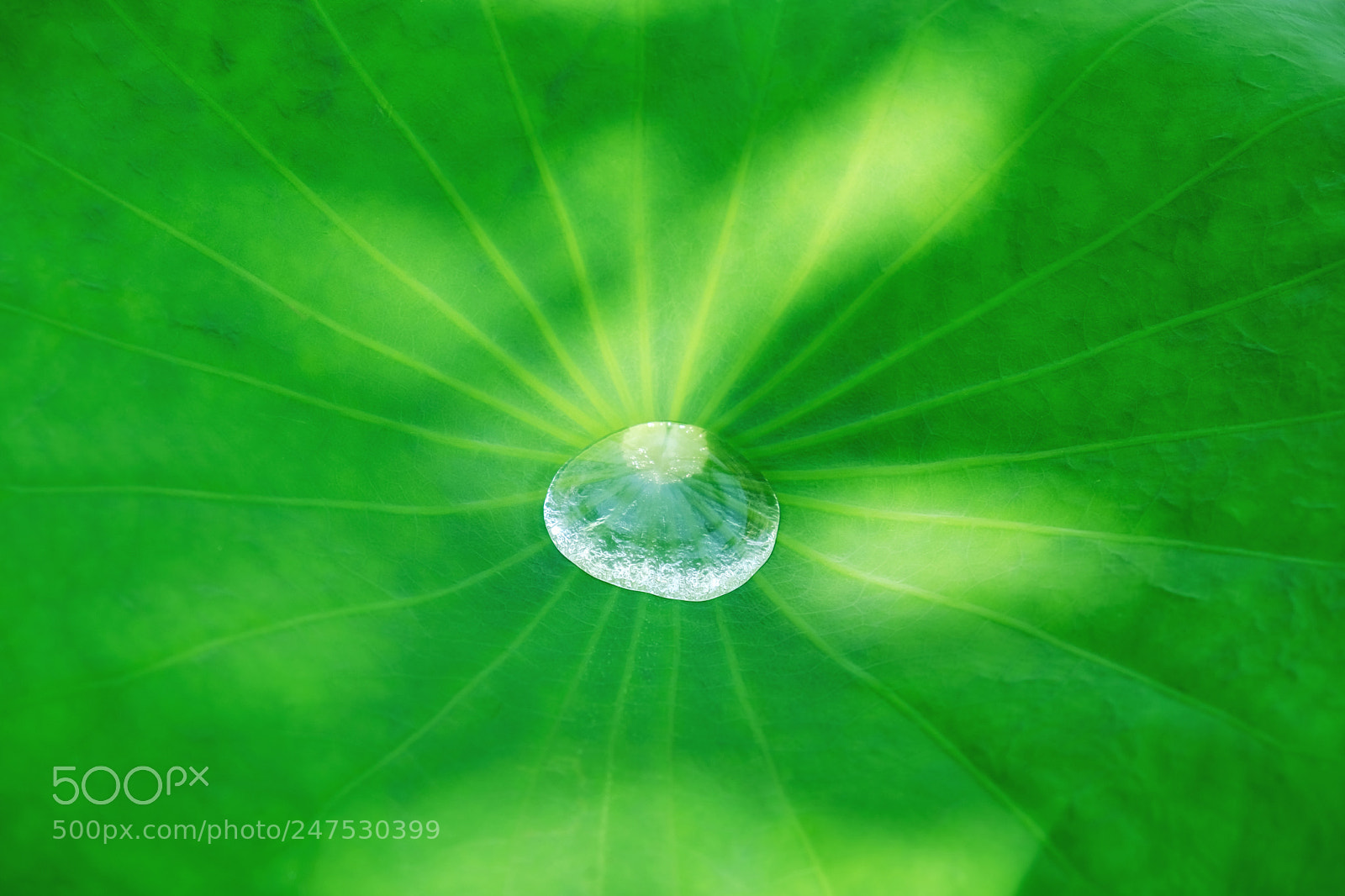 Fujifilm X-T20 sample photo. Big water drop on photography
