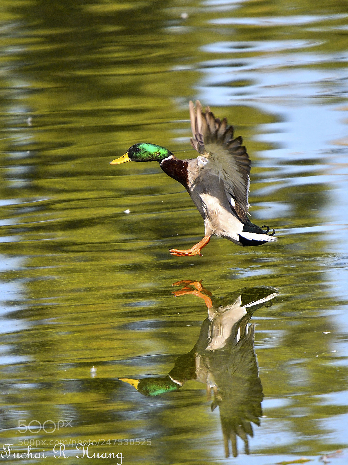 Nikon D500 sample photo. Landing mallard duck male photography