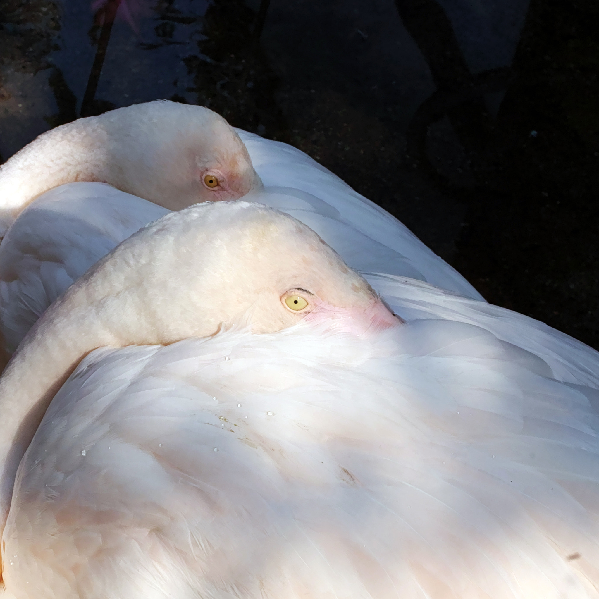 Sigma sd Quattro sample photo. Eyes photography