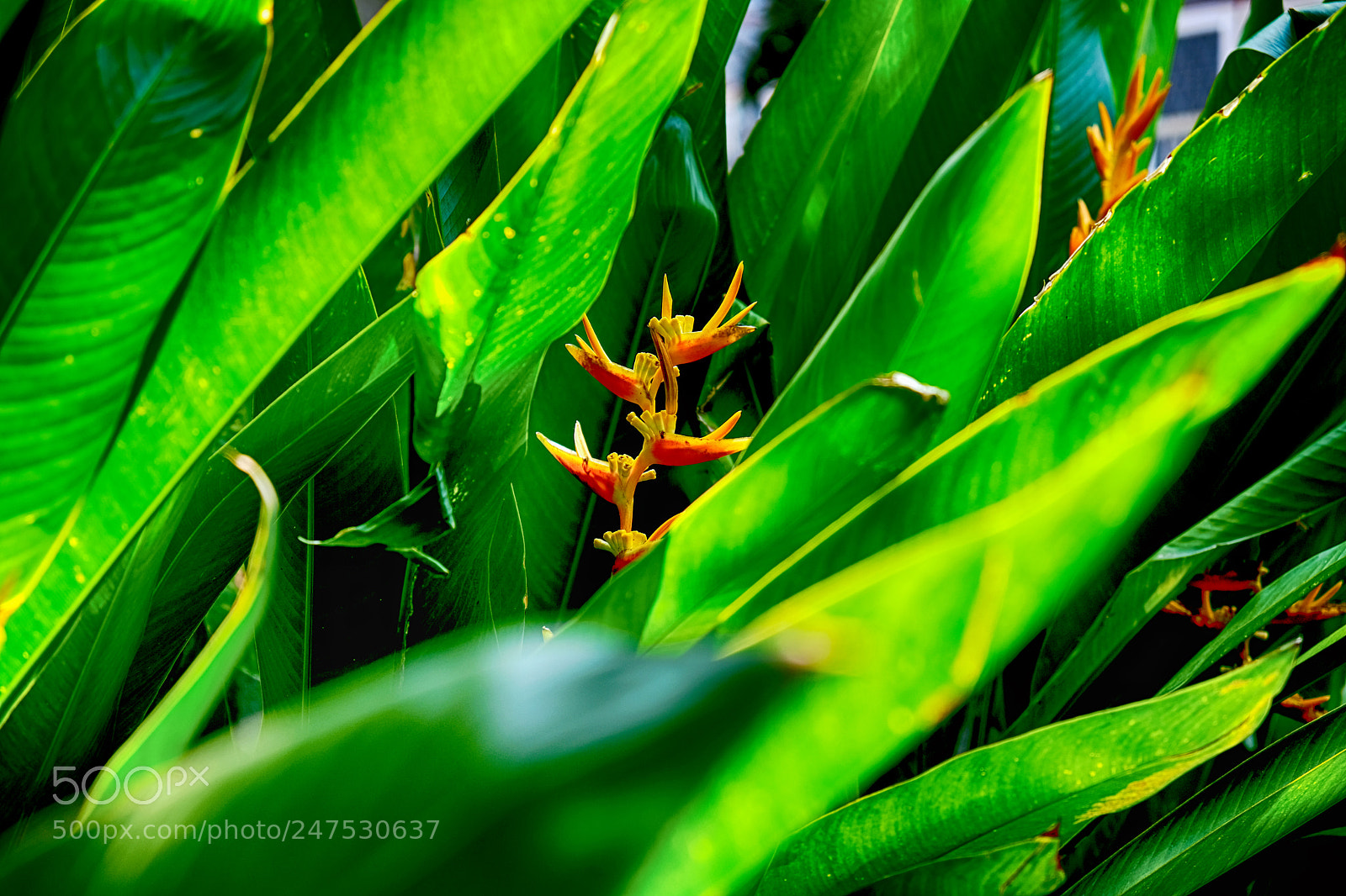 Fujifilm X-T20 sample photo. The heliconia flower with photography
