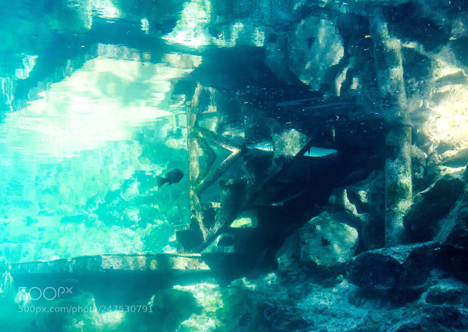 Nikon D3400 sample photo. Fish and stairs photography