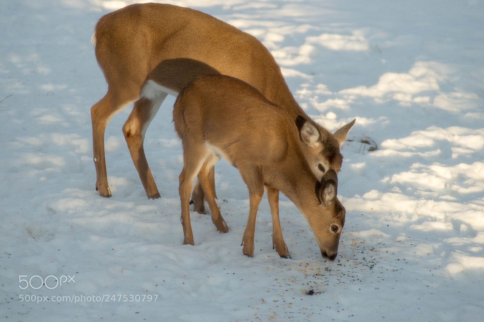Nikon D3200 sample photo. Deer feeding photography