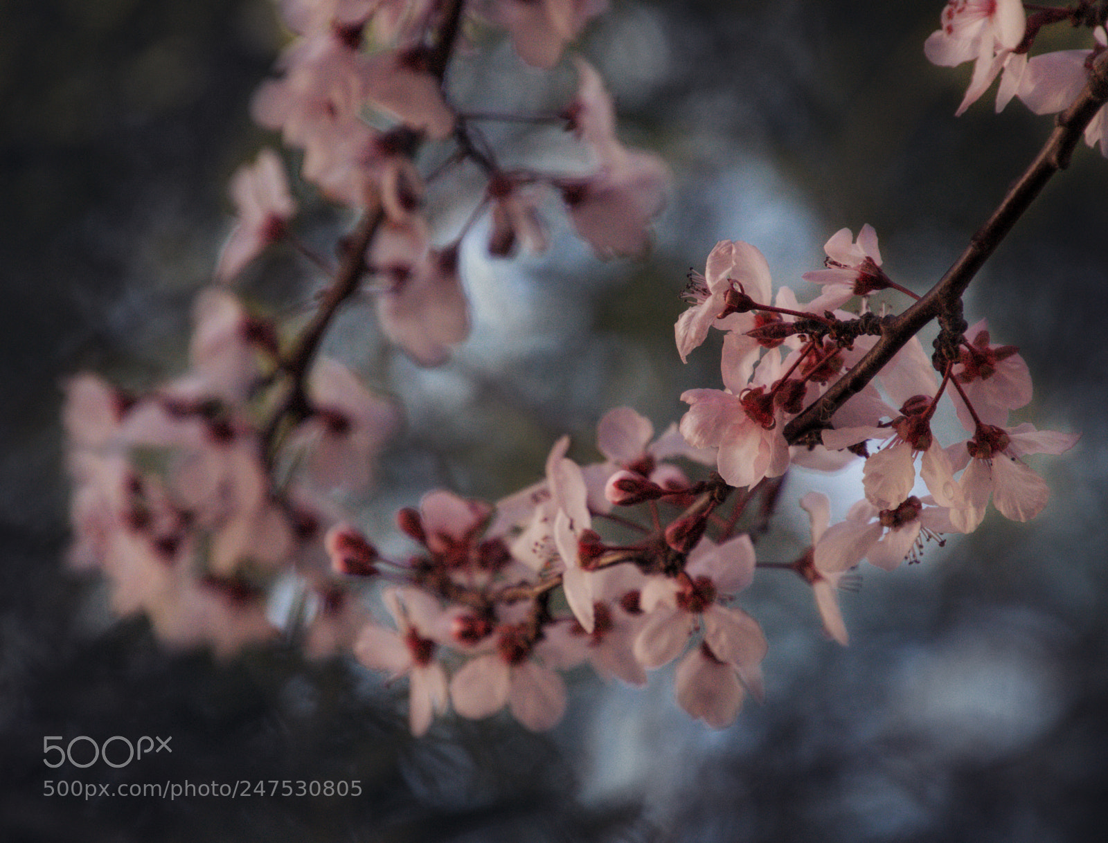 Nikon D3200 sample photo. Flowering branches photography