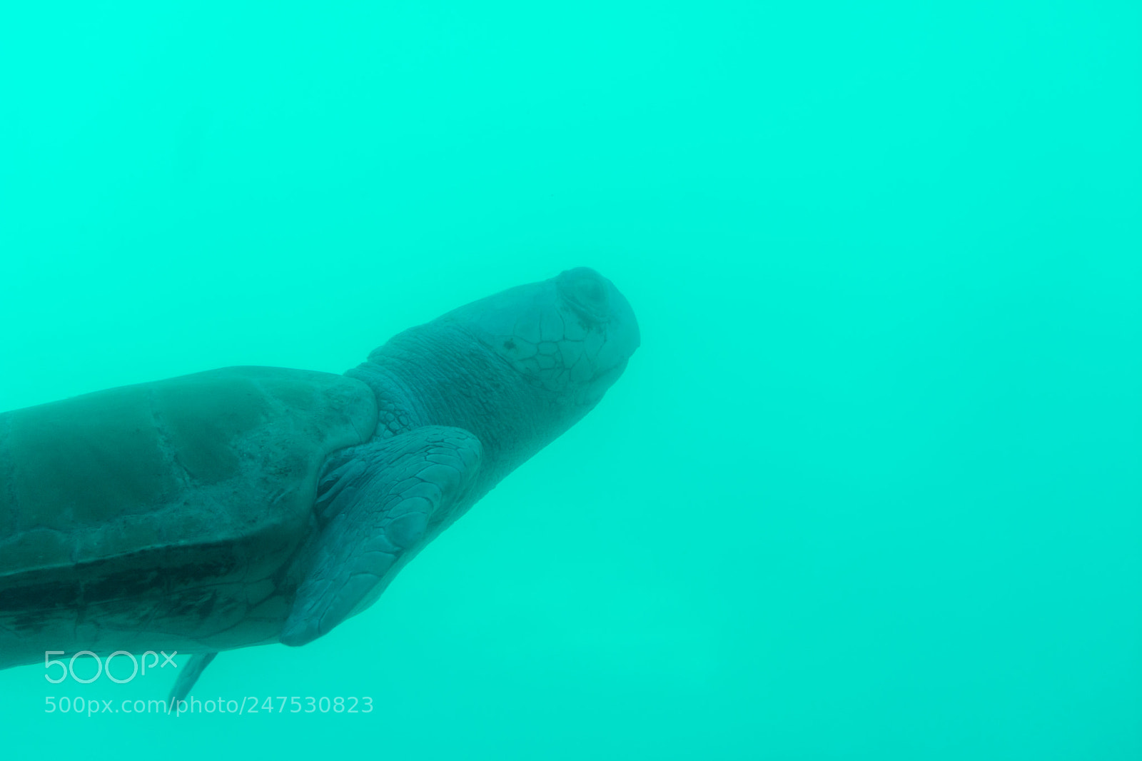 Nikon D3400 sample photo. Turtle photography