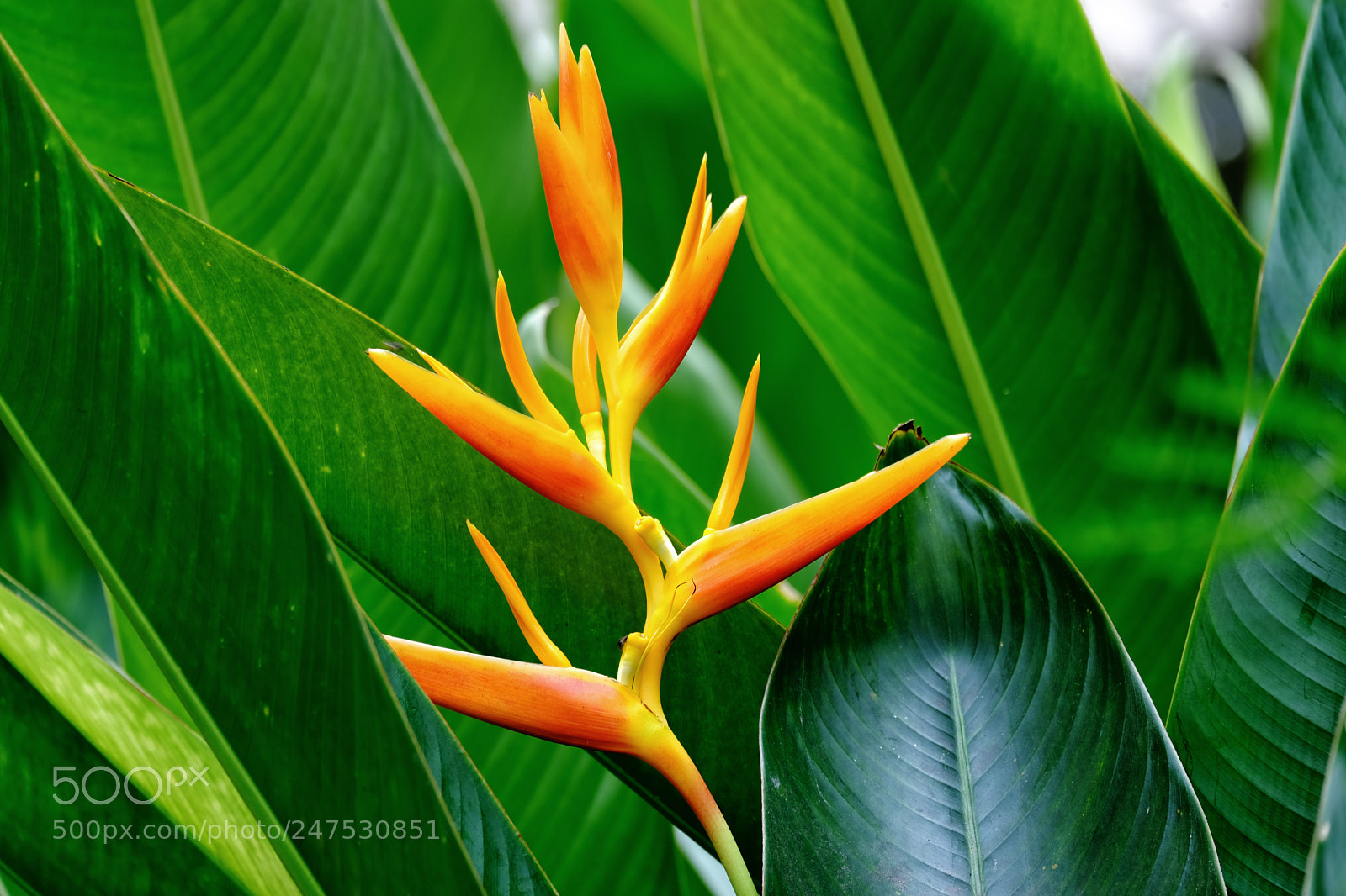 Fujifilm X-T20 sample photo. The heliconia flower with photography