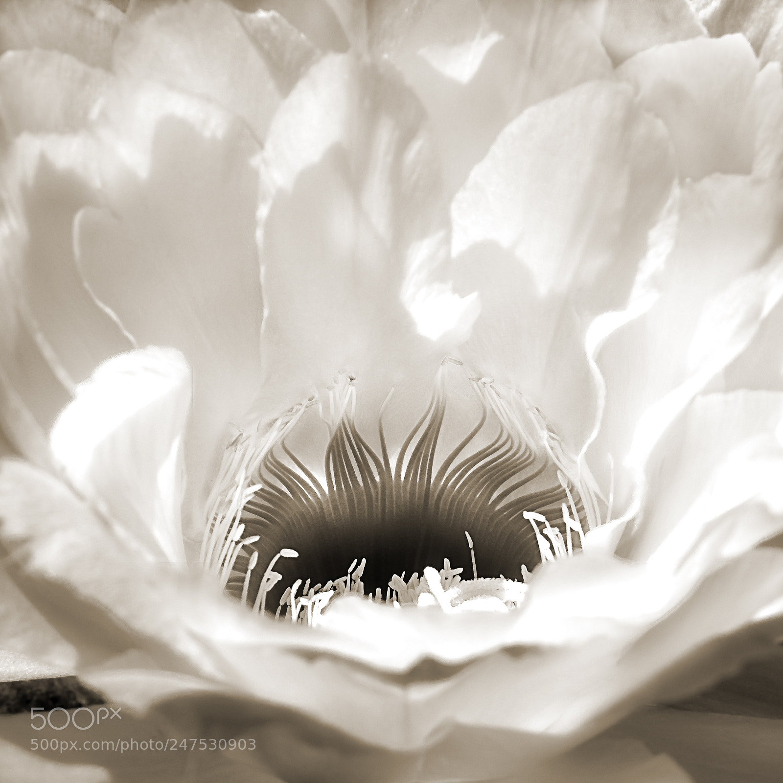 Sony Cyber-shot DSC-RX10 III sample photo. Cactus flower i photography