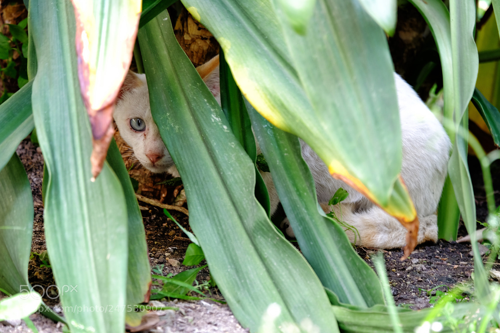 Fujifilm X-T20 sample photo. White cat try to photography