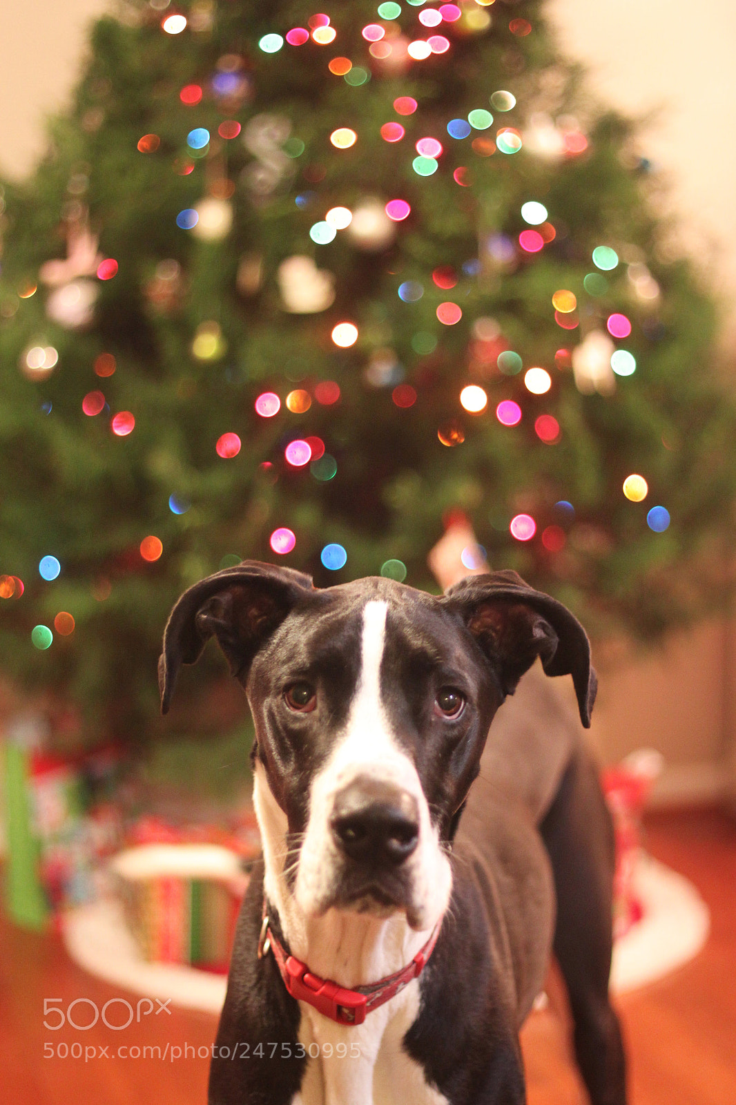 Canon EOS 500D (EOS Rebel T1i / EOS Kiss X3) sample photo. Christmas dog photography