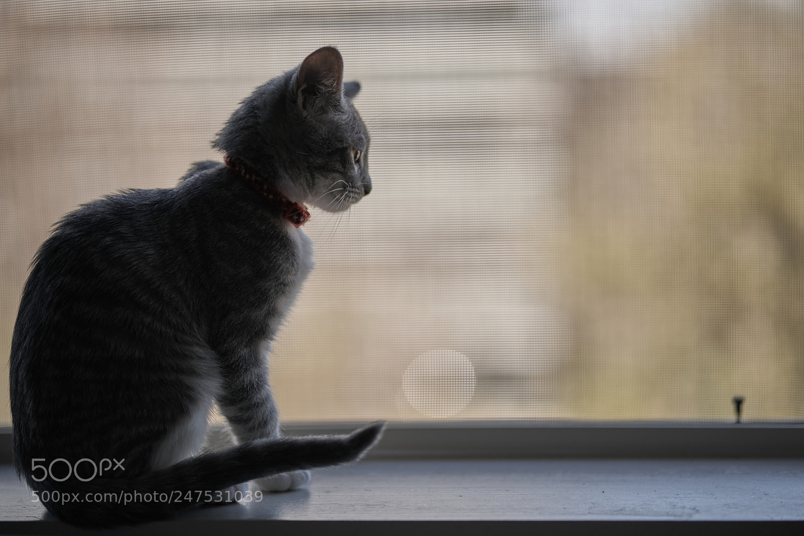Sony a7R II sample photo. Waiting photography