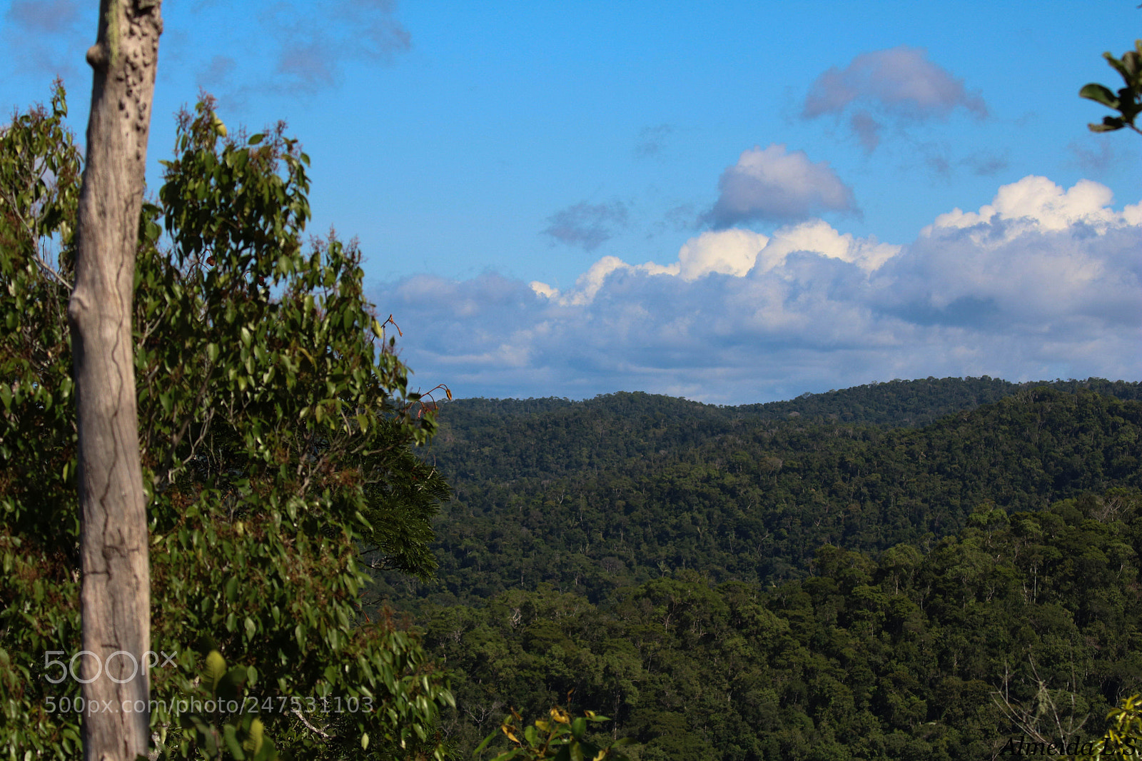 Canon EOS 750D (EOS Rebel T6i / EOS Kiss X8i) sample photo. The greatest rainforest photography