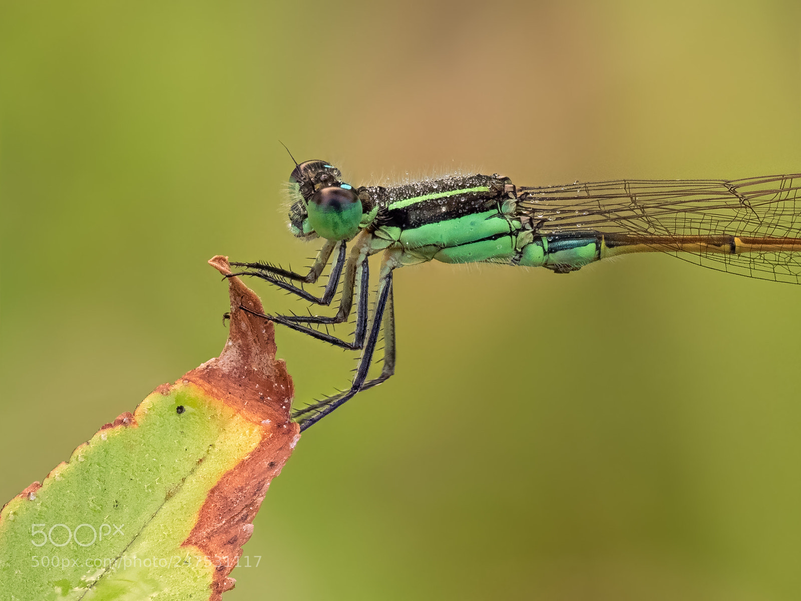 Olympus OM-D E-M1 sample photo. Close-up photography