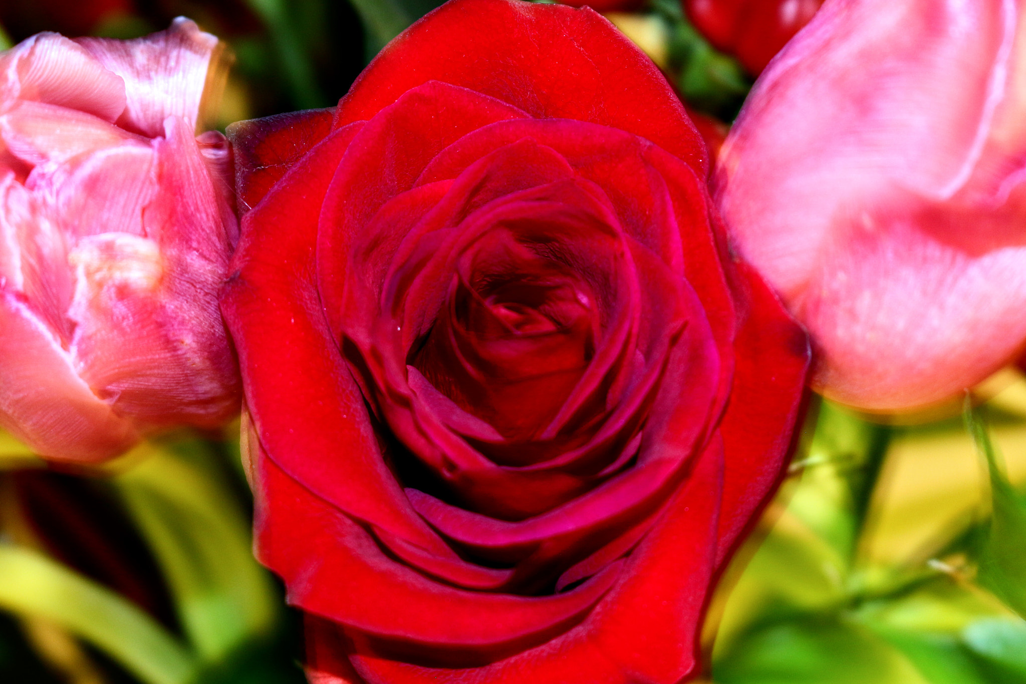 Canon EOS 100D (EOS Rebel SL1 / EOS Kiss X7) sample photo. Abstract of rose and tulips photography