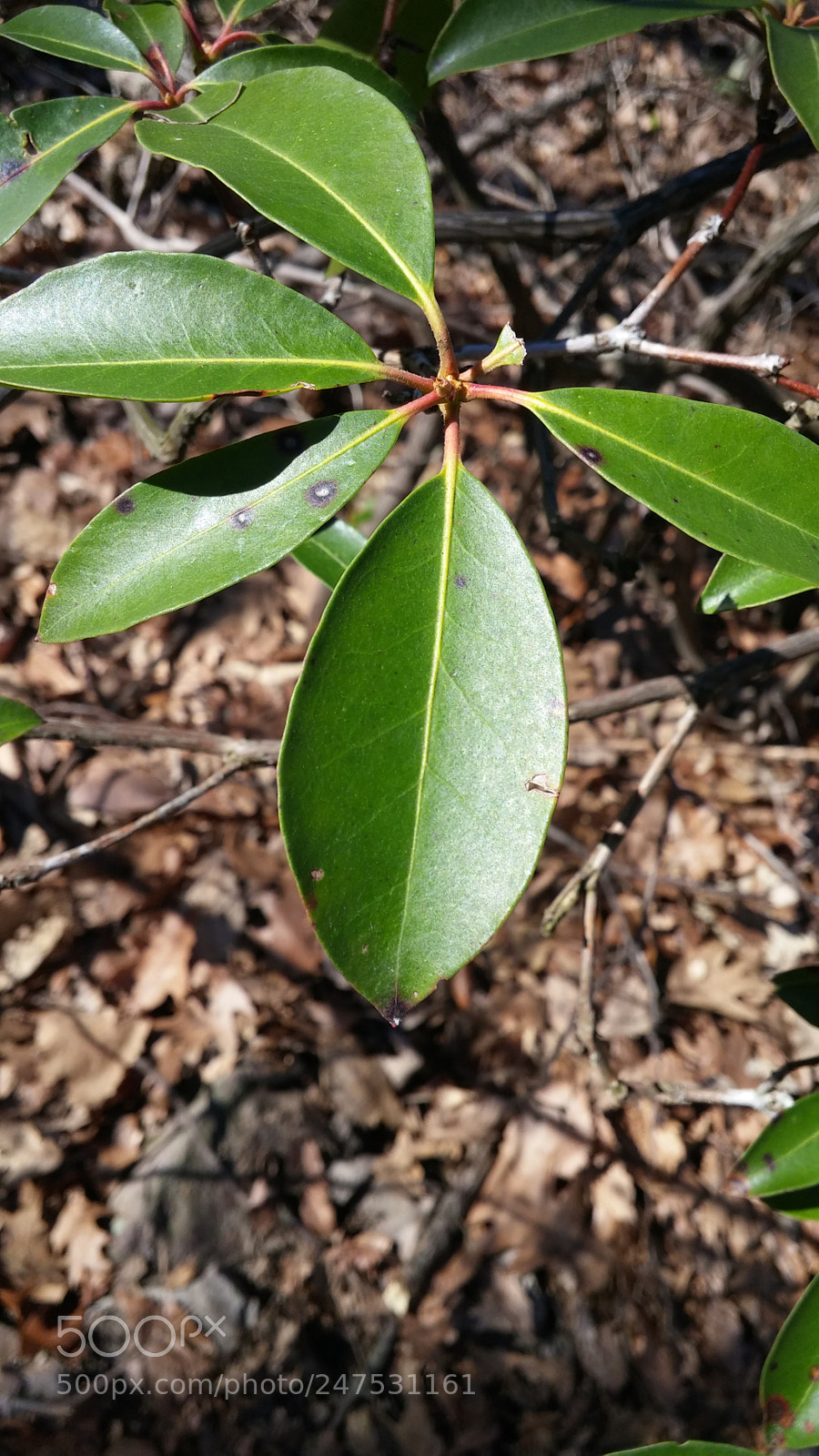 LG G3 sample photo. Leaf close up photography