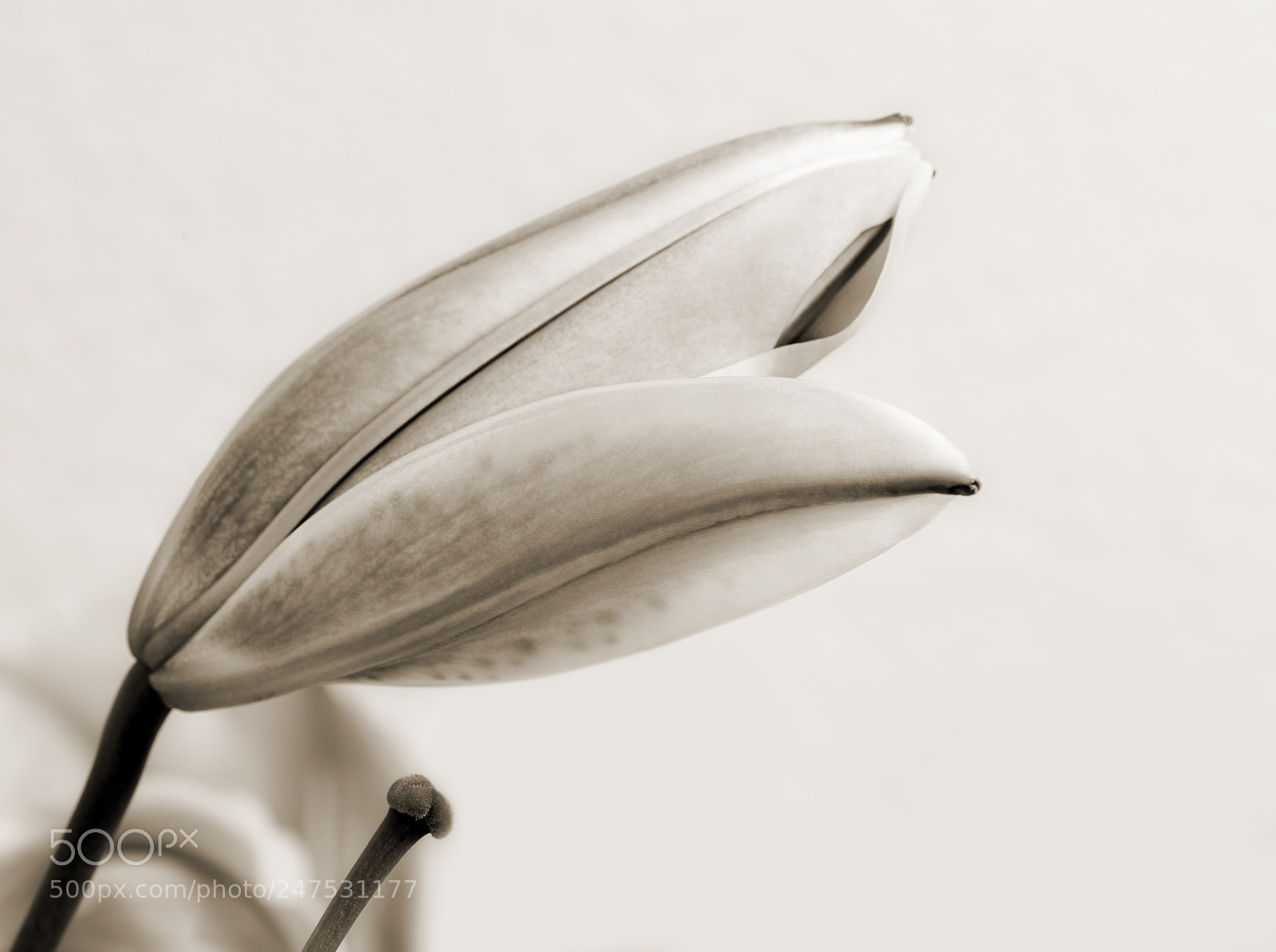 Nikon D810 sample photo. Tiger lily i photography
