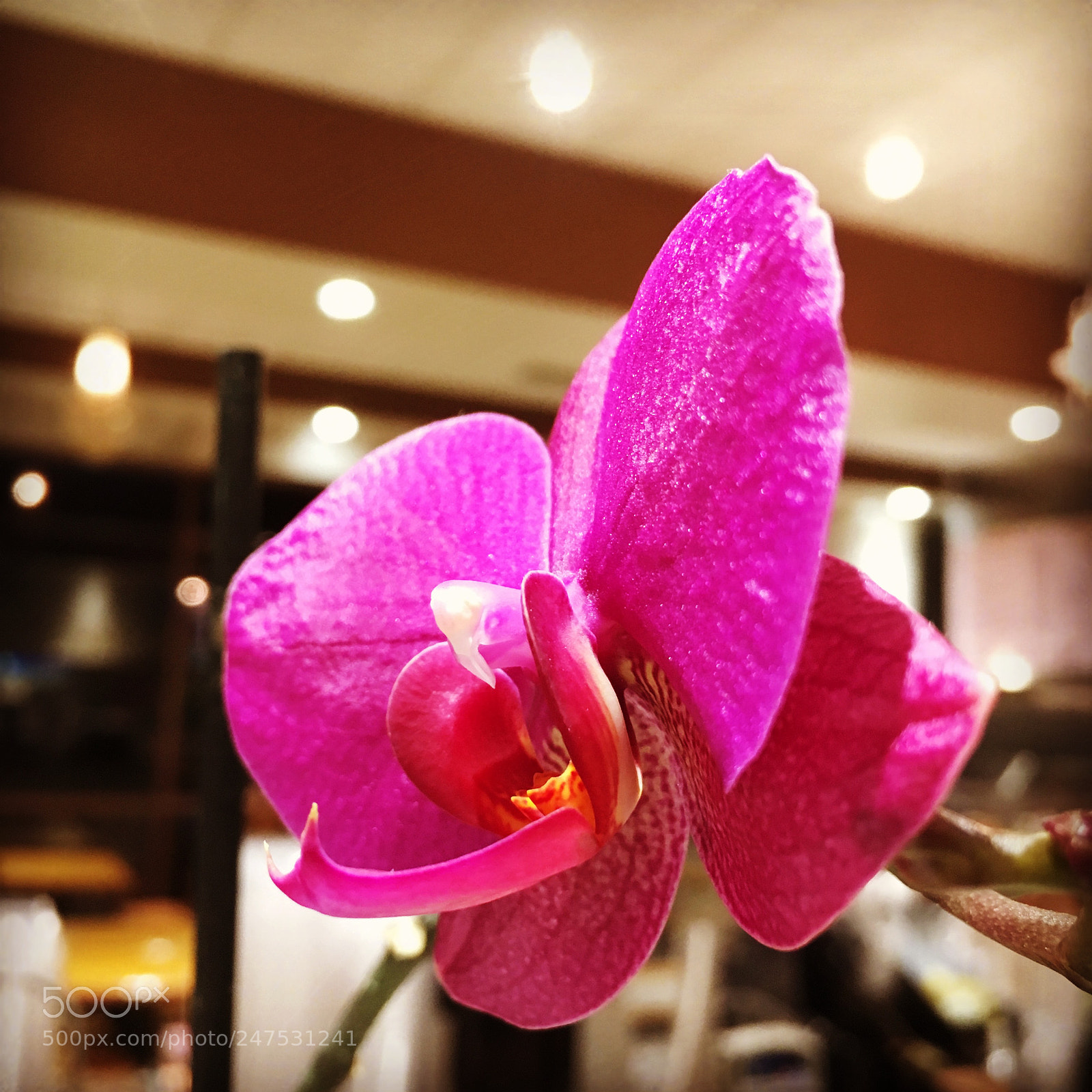Apple iPhone SE sample photo. Flower photography