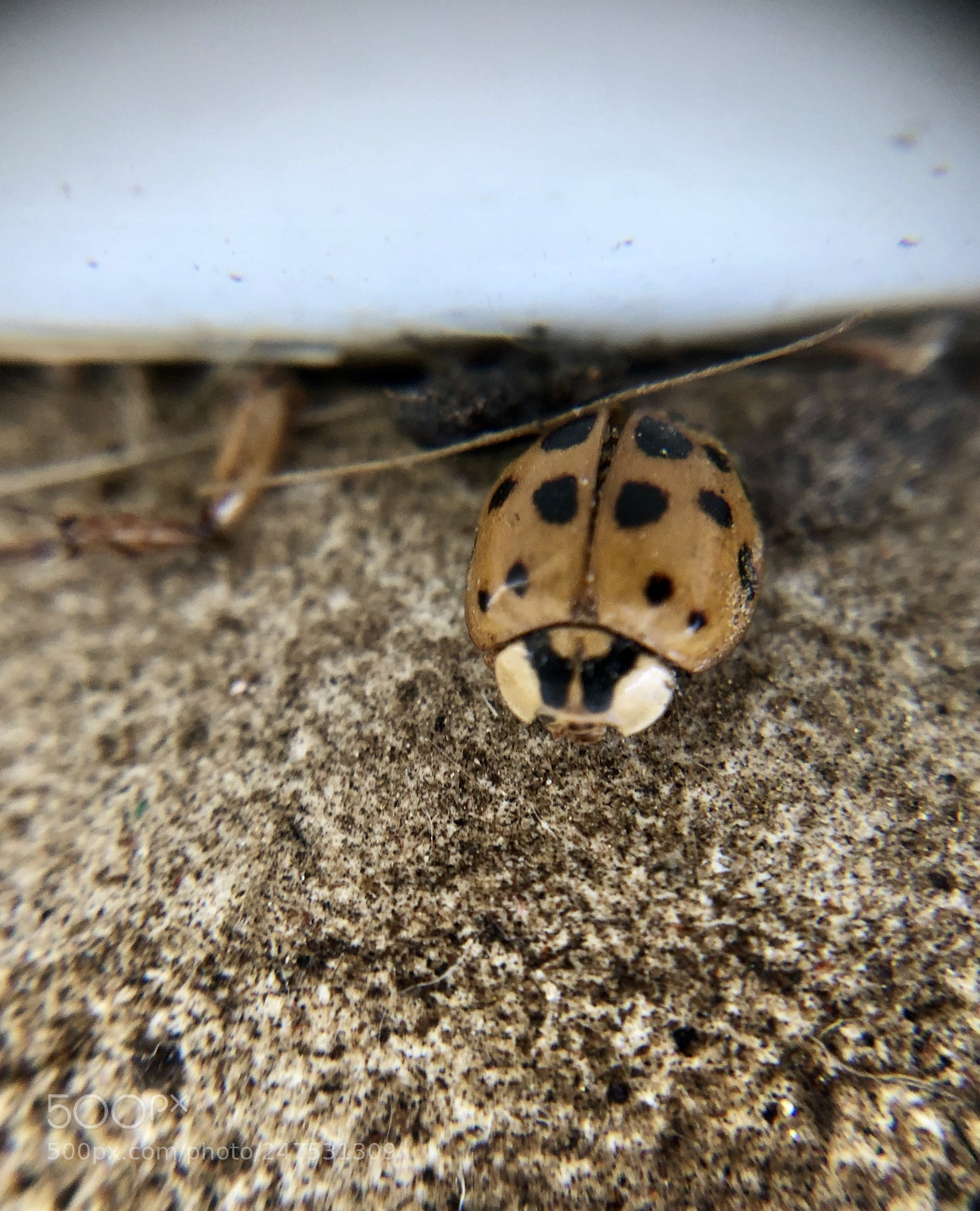 Apple iPhone X sample photo. Dried out photography
