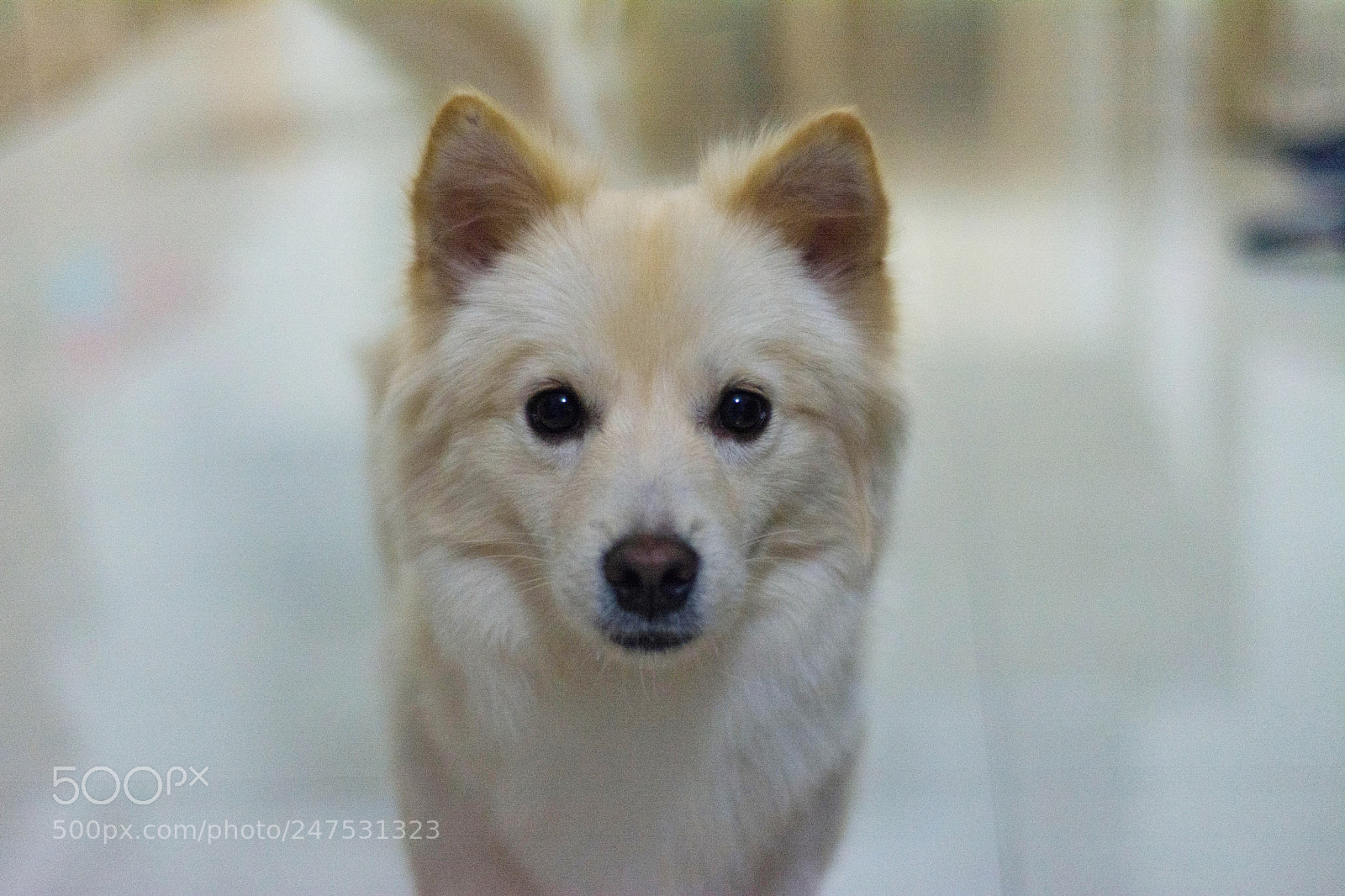 Nikon D7100 sample photo. Dog photography